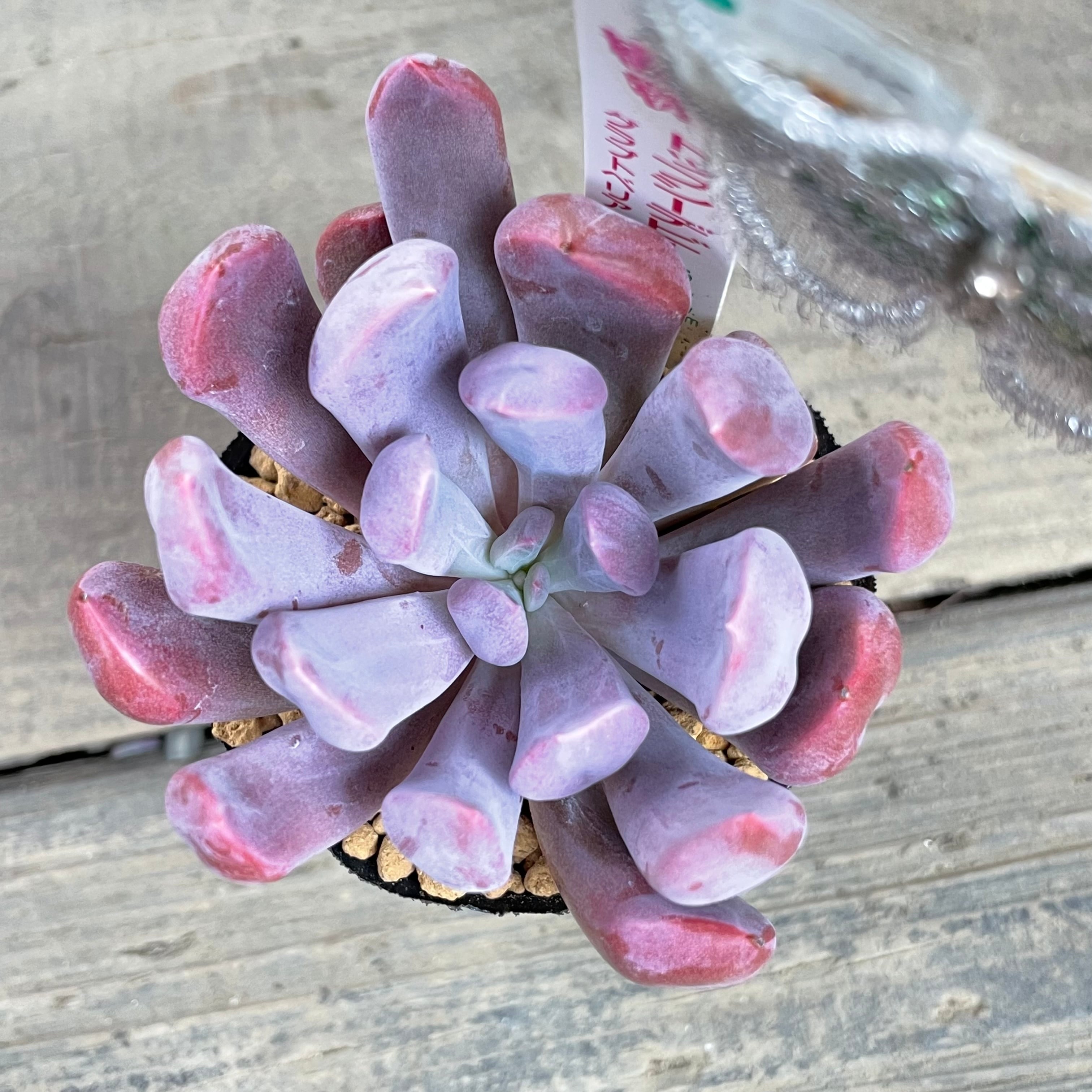 おまとめ中！39SALE！多肉植物^o^ 盛り盛り！トップシーダビー トップシー