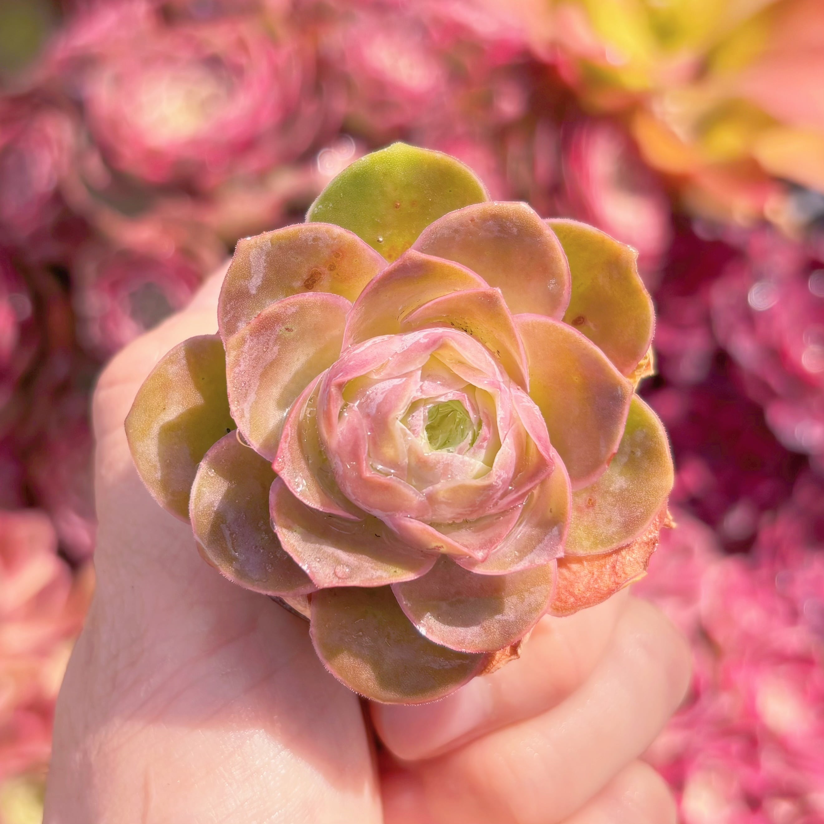多肉植物　Greenovia aurea　新入荷　るる農園