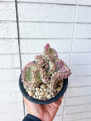 天然石のような引き込まれる美しさのラクテア