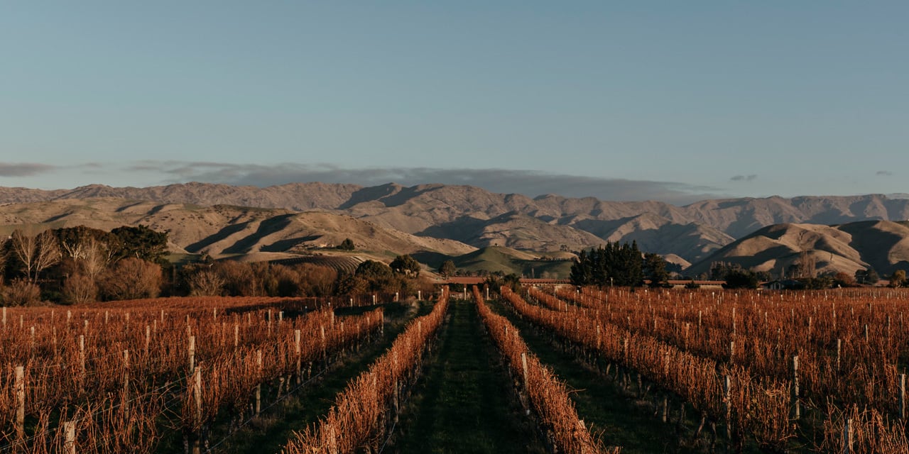 Novum Marlborough Chardonnay 2023 / ノヴム マールボロ Novum Marlborough Chardonnay 2023 / ノヴム マールボロ