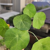 Stephania kaweesakii /ステファニア・カウィーサキ⑨ / 観葉植物<育て方・花言葉>