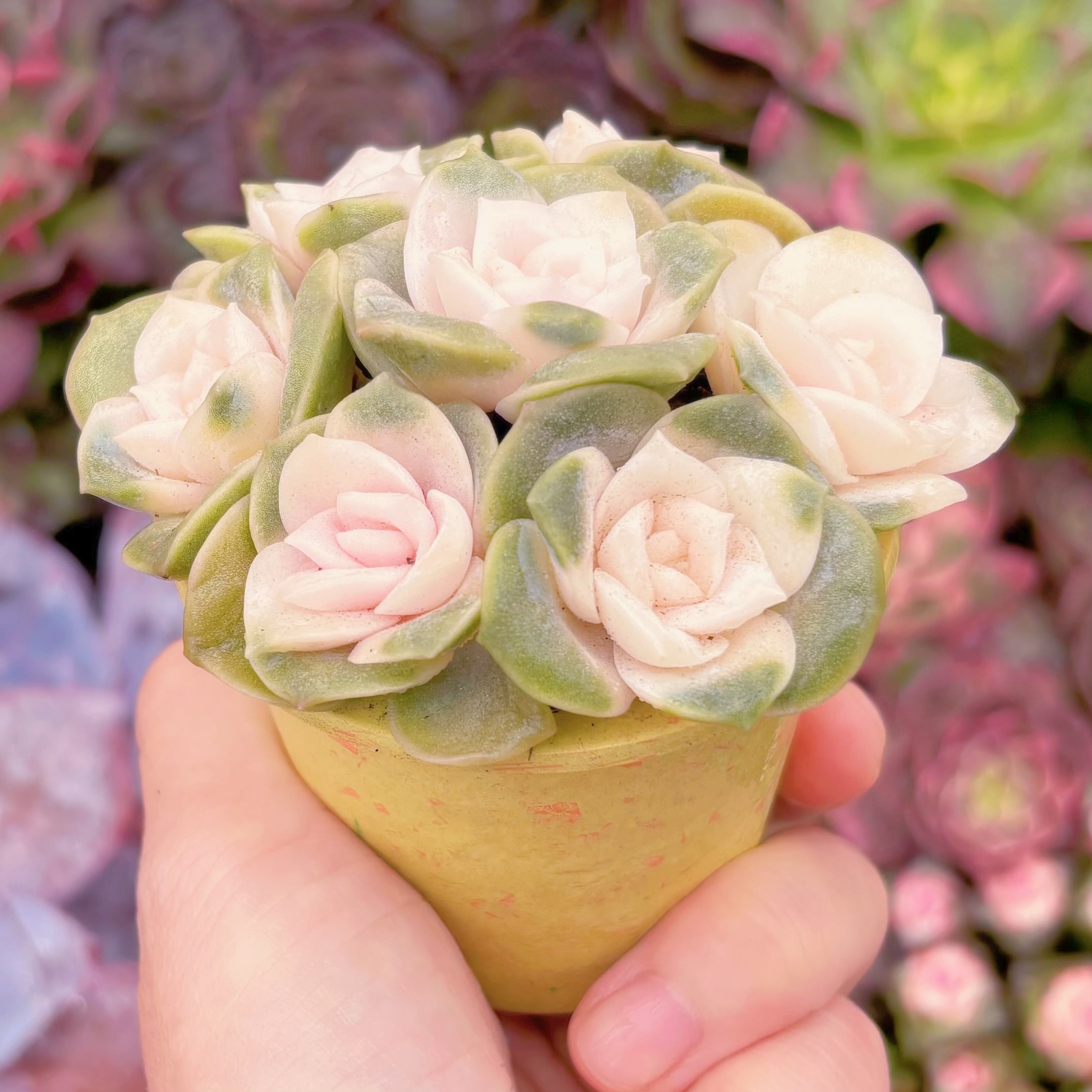 多肉植物 ラブリーローズ錦(7苗) Sサイズ 新入荷 るる農園 | るる農園