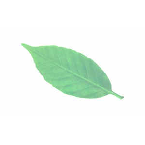 Leaf Thermometer（L）/ リーフサーモメーター