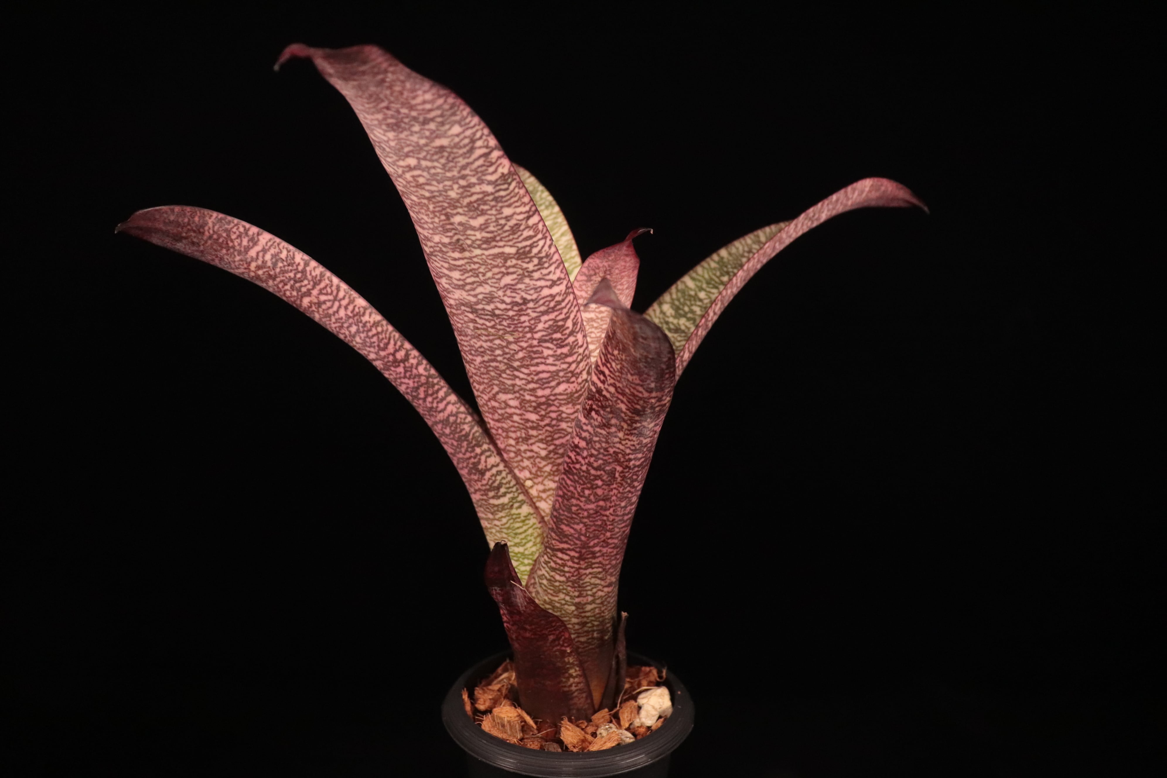 reserved】Vriesea 'Ice Snow Berries'〔フリーセア〕現品発送V131