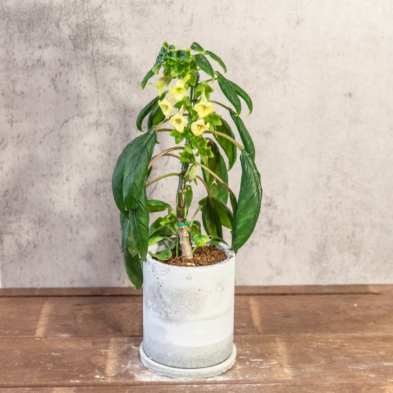 シンニンギア・リンドレー｜筒状の花が連なる可憐な姿×ツヤ葉が美しい観葉植物【手作りモルタル鉢仕立て／虫発生抑制】