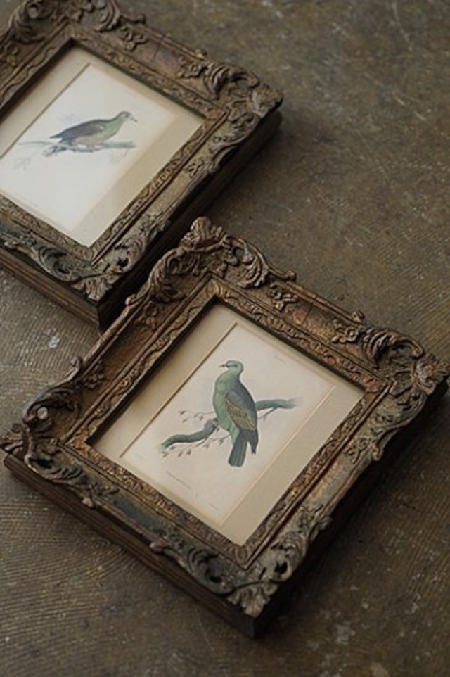 山鳩の銅版画フレーム-antique engraving/etching frame