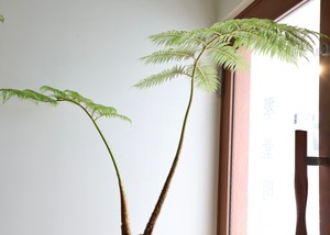 【都内近郊限定配送】ヘゴの木/Cyathea spinulosa　※ラタンバスケットカバー別