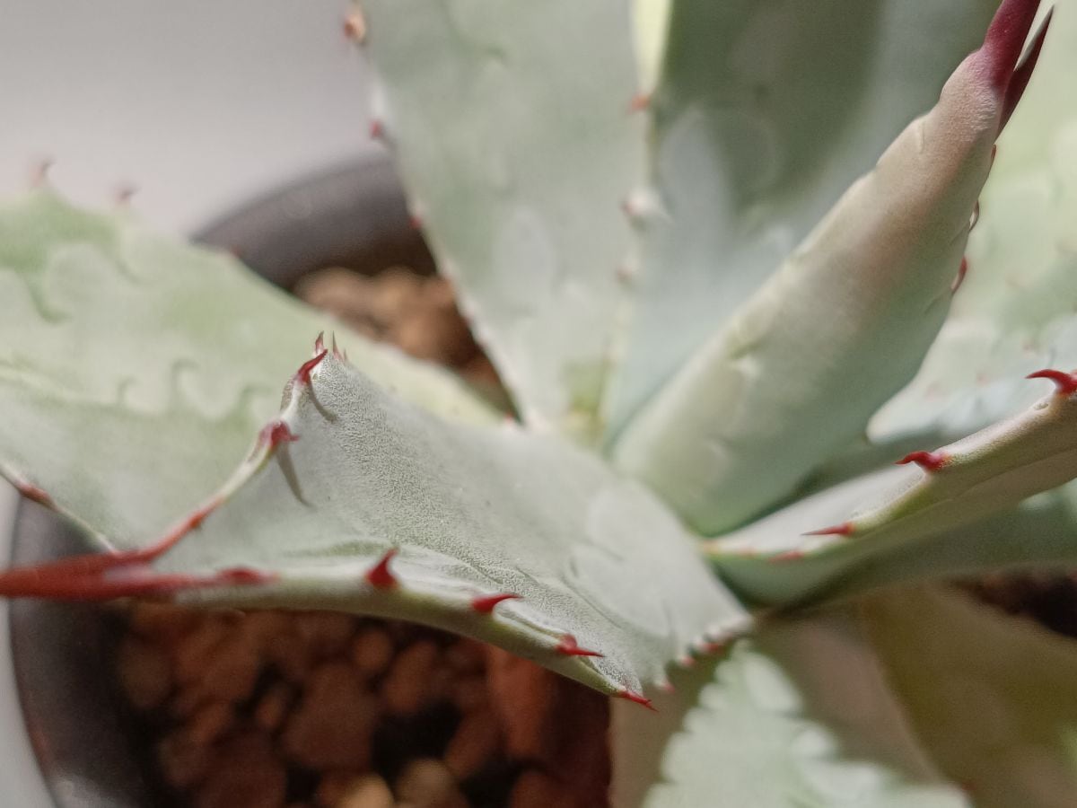 Agave hyb. アガベ 屈原の舞扇×パラサナ [A] | サボテンと多肉植物の店