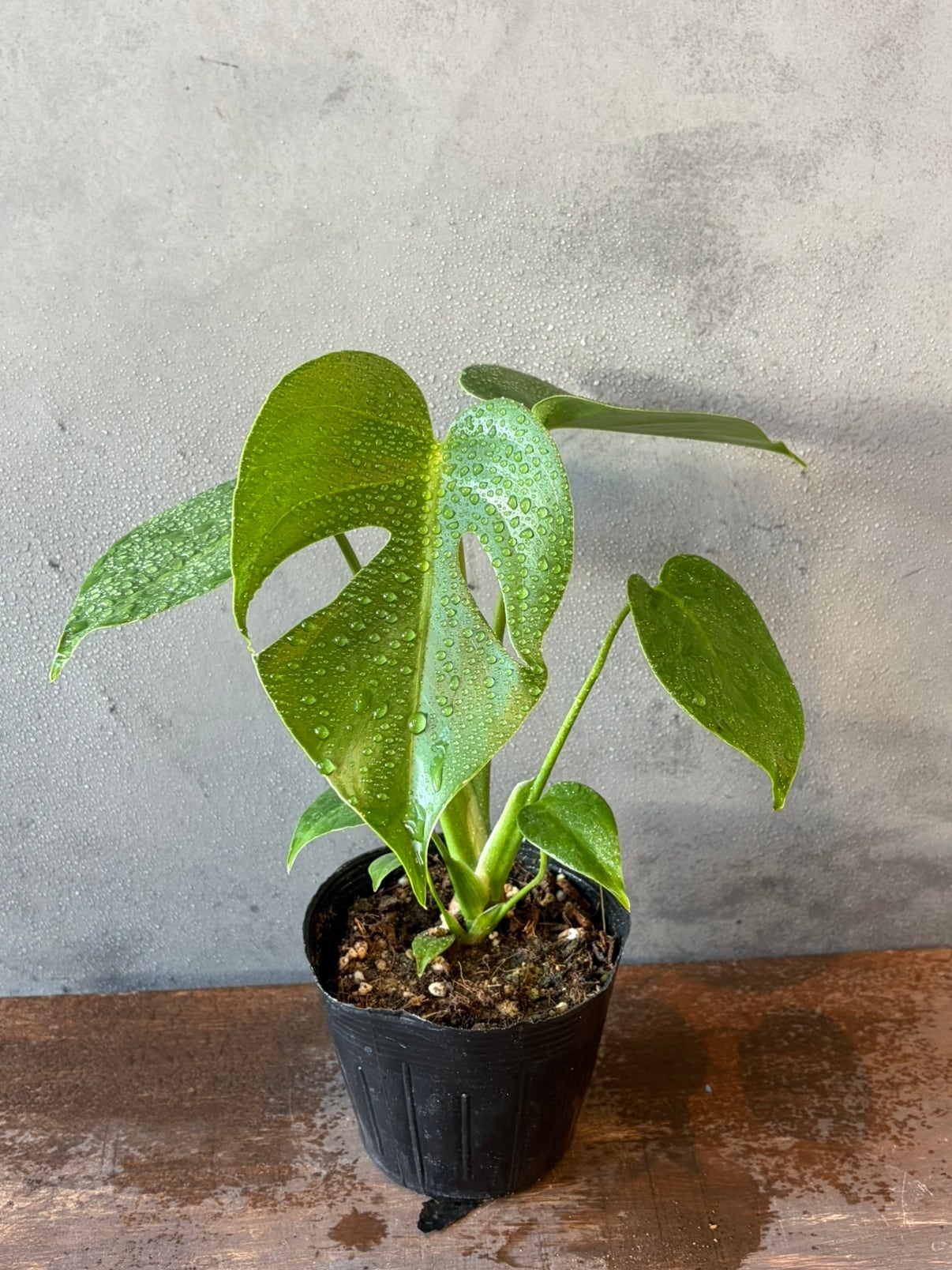 アンスリウム ルネッサンス バリエガータ | abc gardens