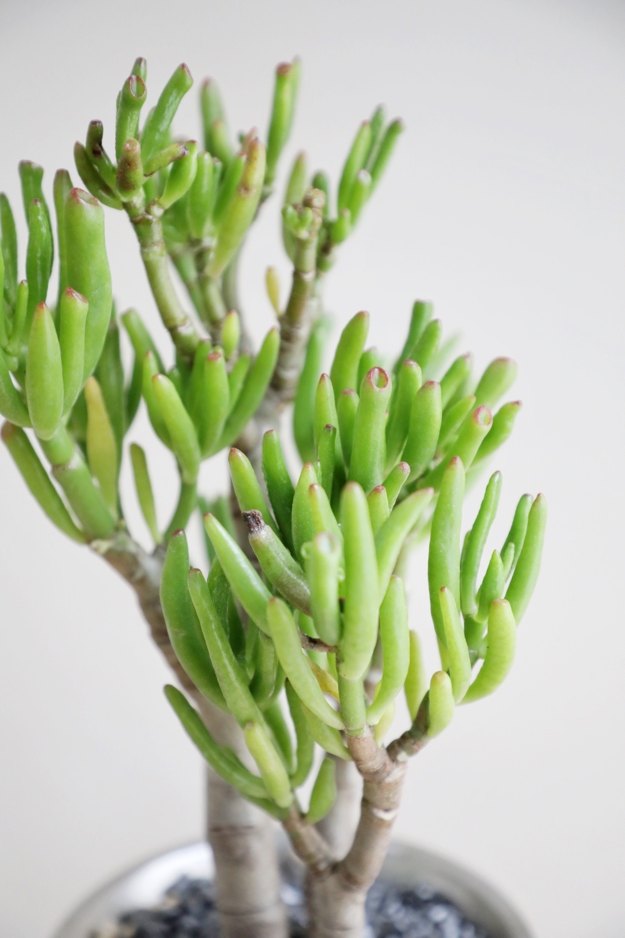 【S】宇宙の木/Crassula ovata Gollum