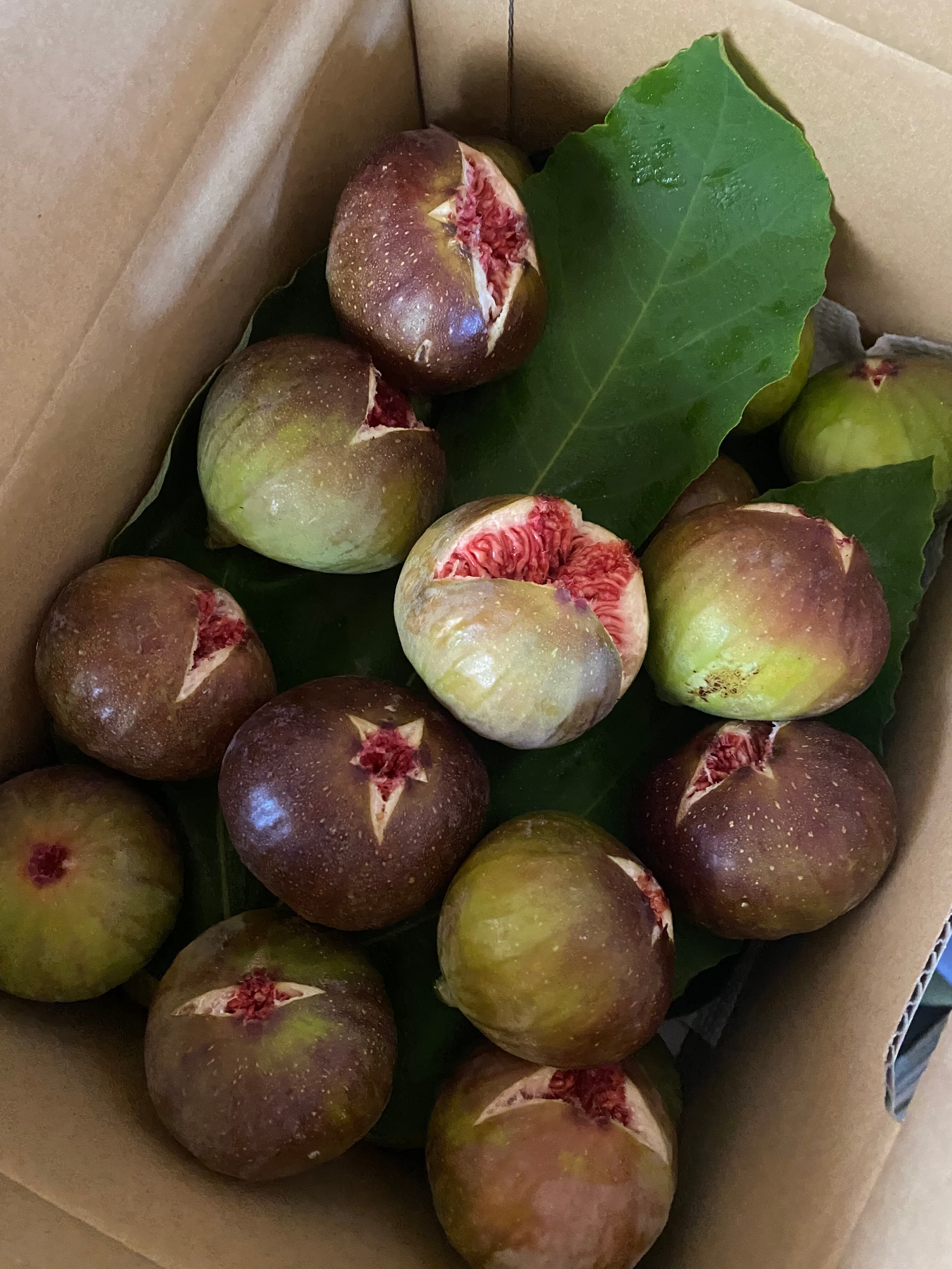収穫し次第発送】青森産いちじく（蓬莱柿）1kg 送料別 | カシスと