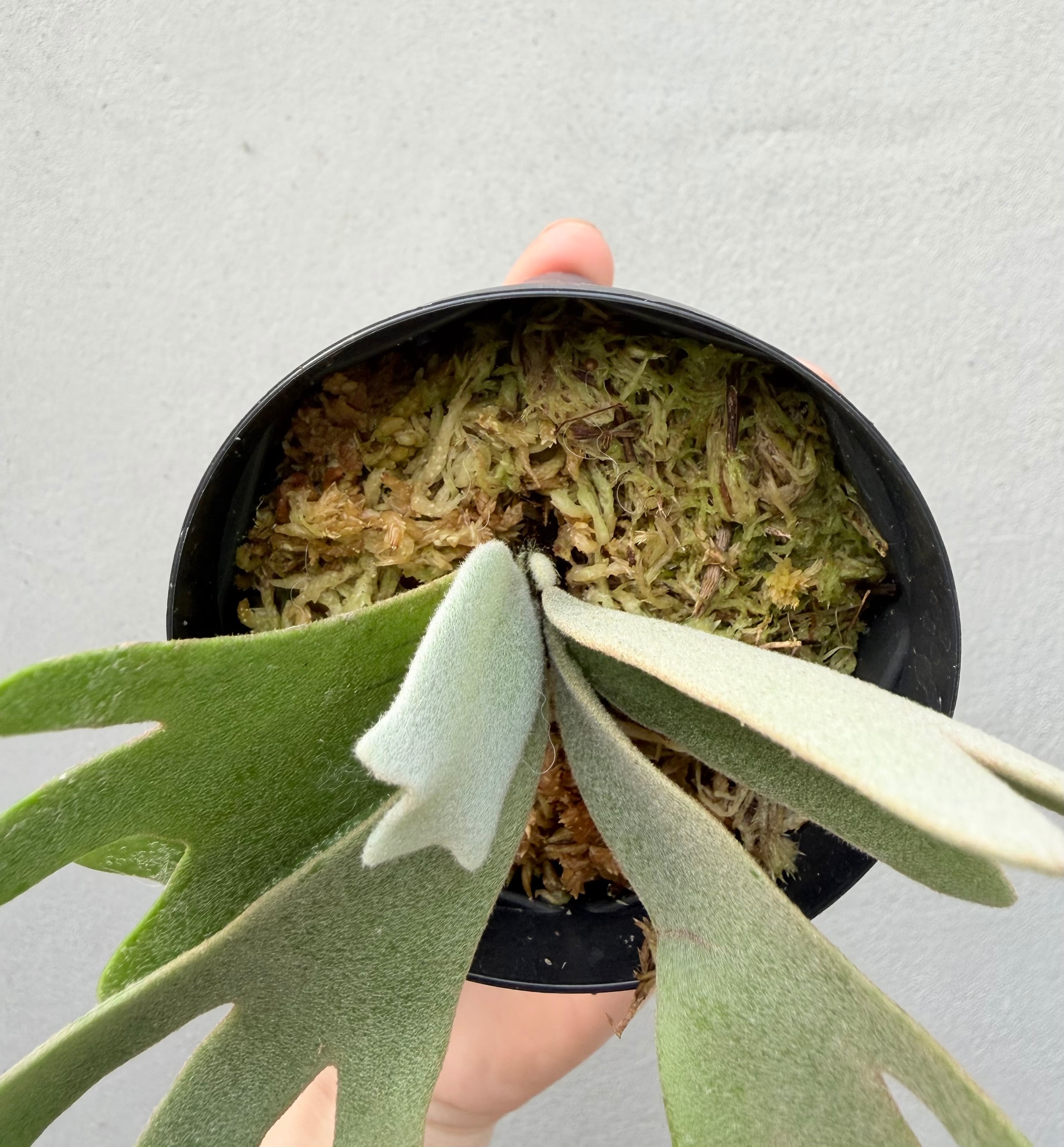 c) P. willinckii '金童' spore grown ① (Golden Boy) ビカクシダ