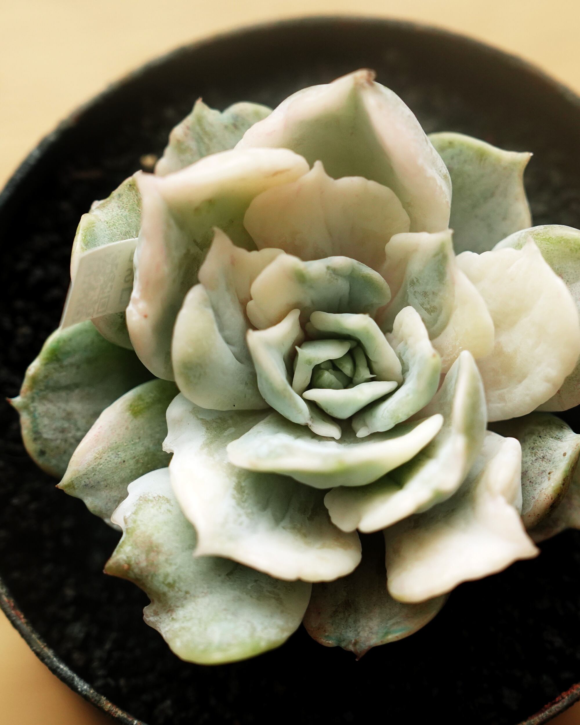 古株！我が家のモンスター♡ローラ 大きめカット苗 多肉植物 古株！我が家のモンスター♡ローラ 大きめカット苗 多肉植物 【公式通販】