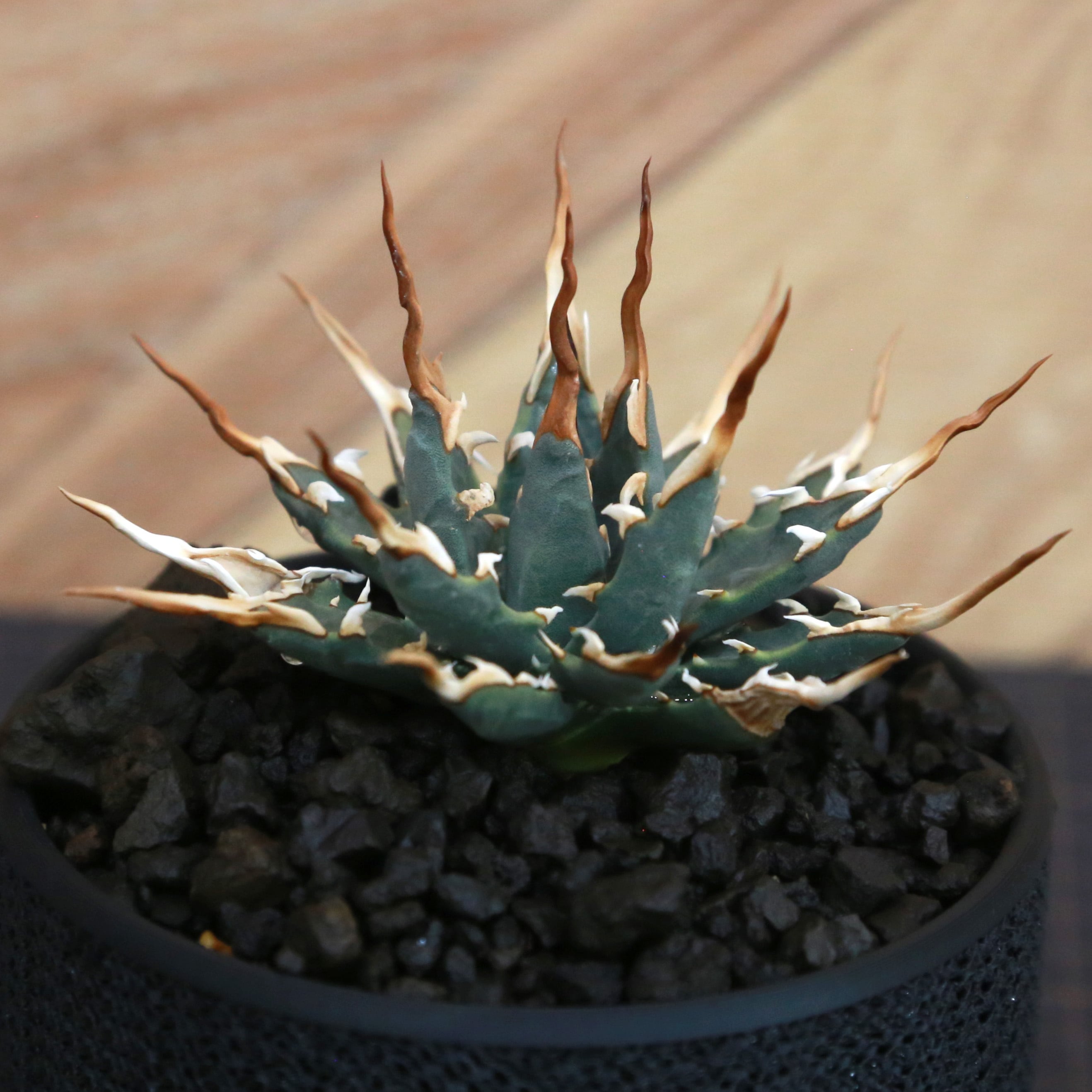 Agave utahensis eborispina アガベ エボリスピナ（実生3年・陽炎・短