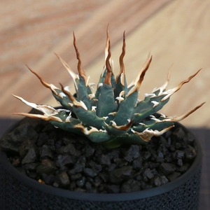 Agave utahensis eborispina アガベ エボリスピナ（実生3年・陽炎・短葉型） / 中株(3.5号鉢)/Lot.001