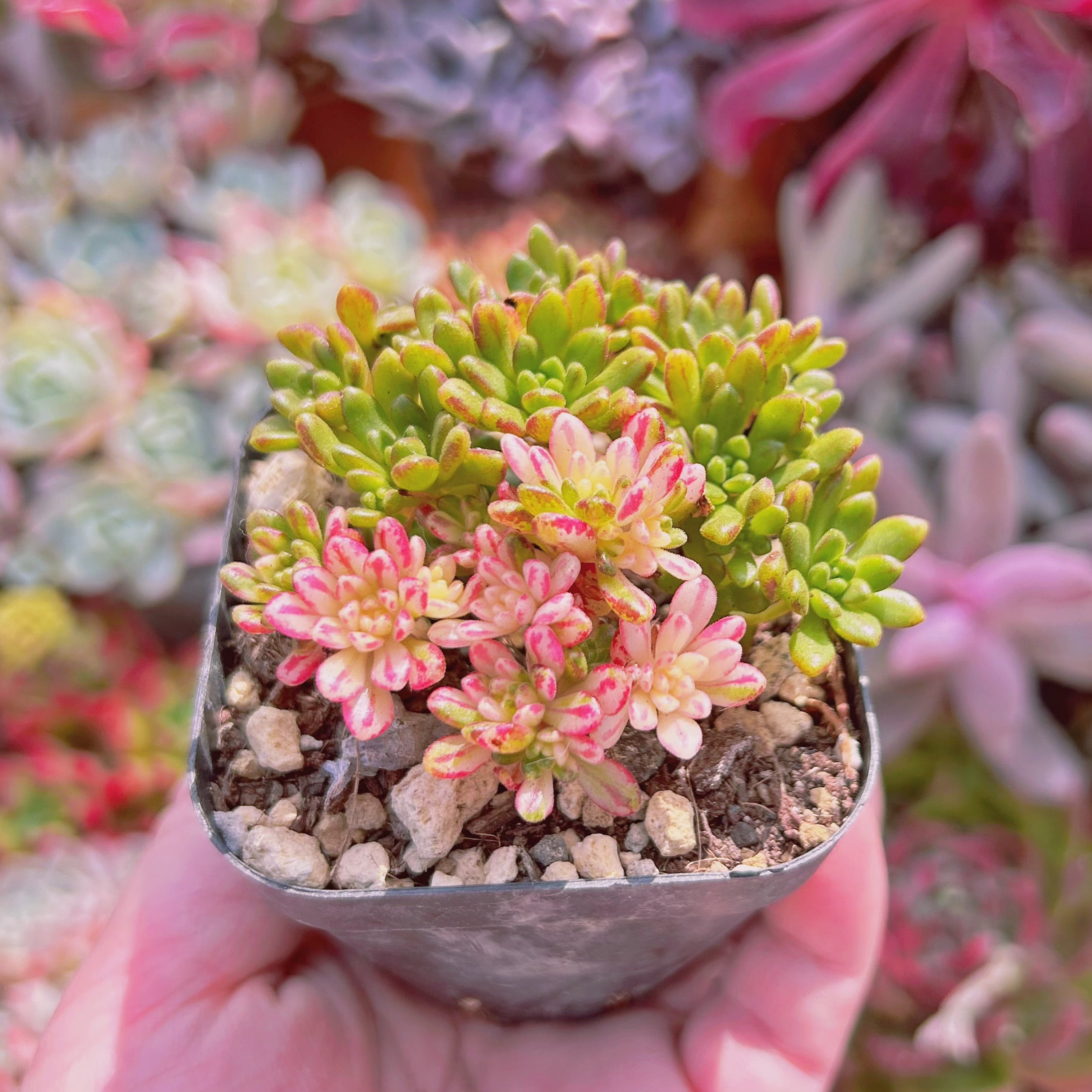 599現物 多肉植物 小人祭り錦 抜き苗 | るる農園~多肉植物専門