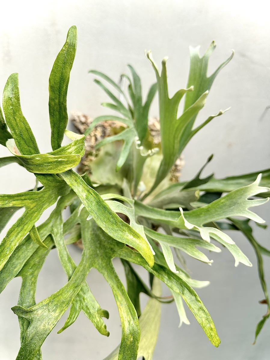 a) P. superbum dwarf ビカクシダ スパーバム ドワーフ | vandaka plants