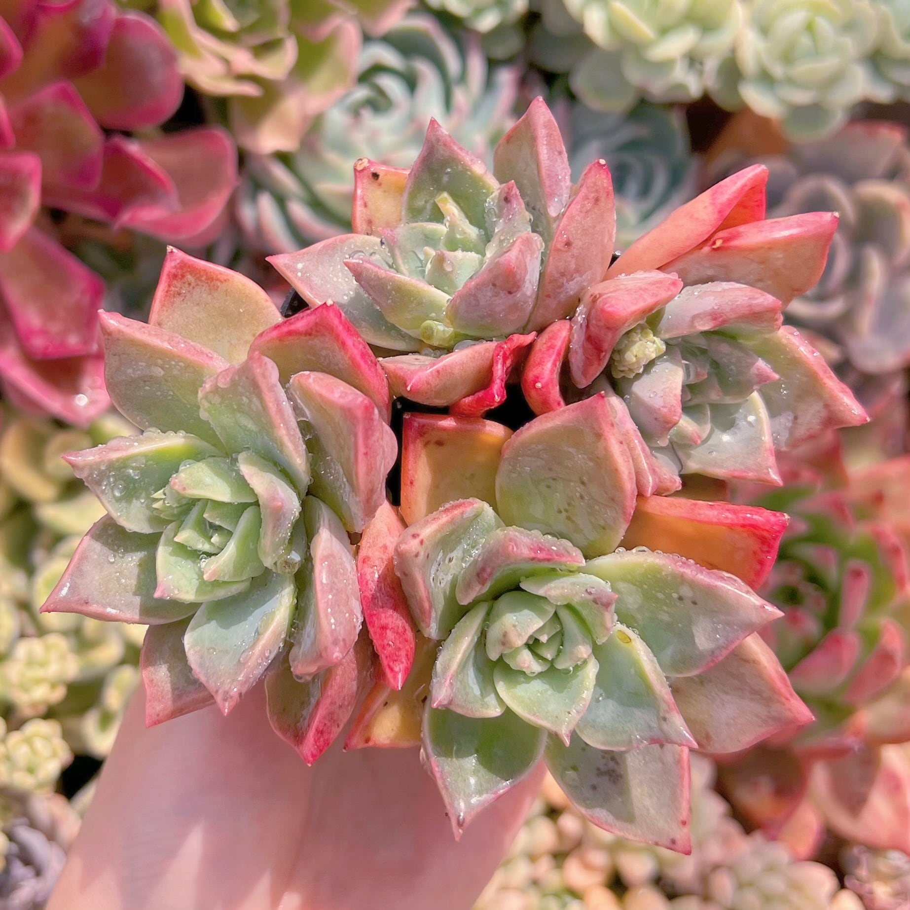 現品　雪月#267　るる農園