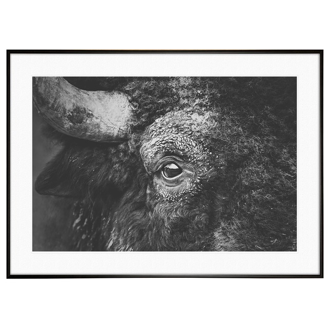 動物写真 牛（バイソン） インテリア モノクロアートポスター額装 AS1325