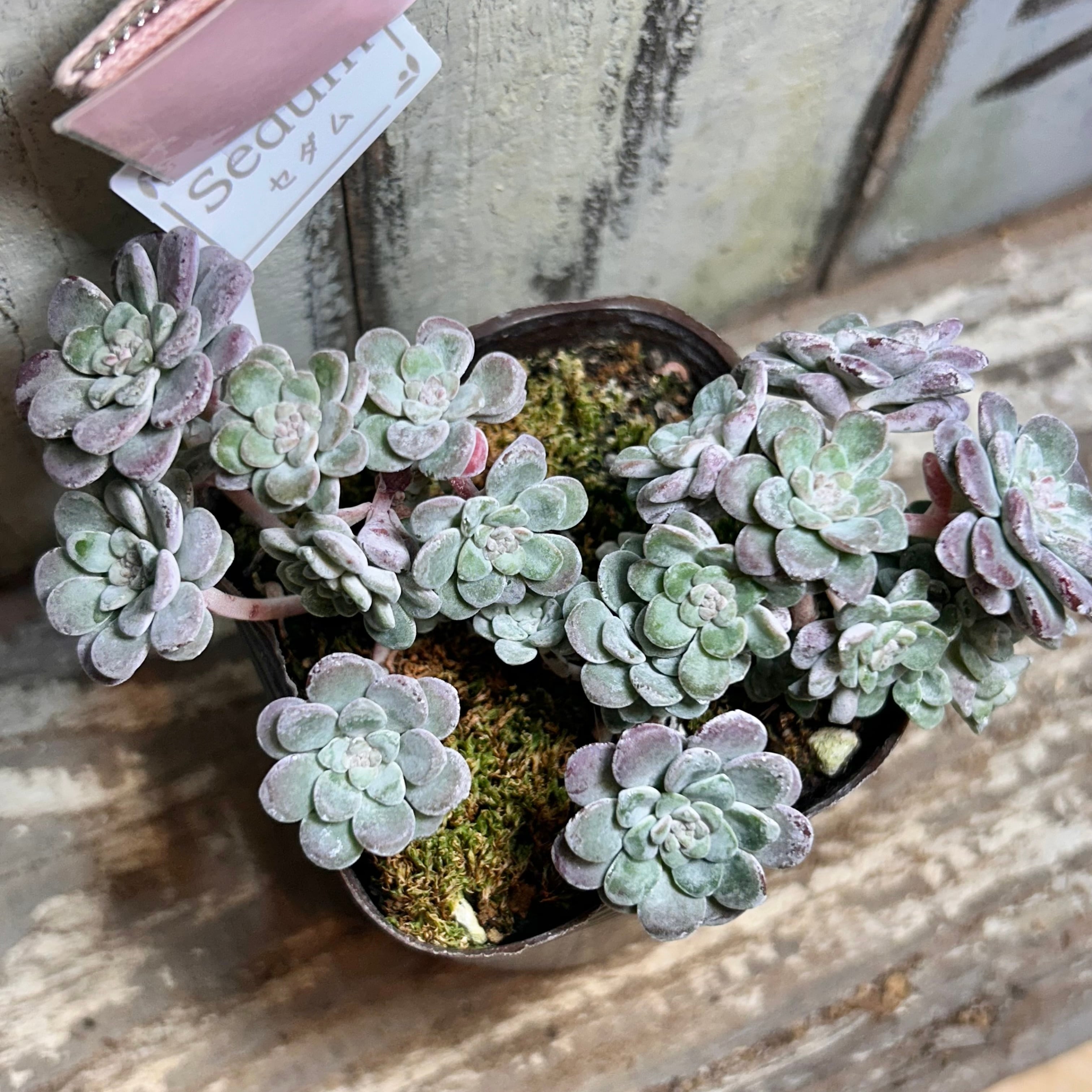 キャンディーグレープ | RuPo 多肉植物専門店