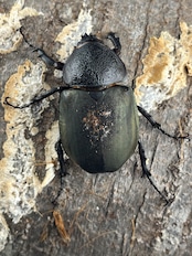 《ミンダナオアトラスオオカブト マラグサン産 56mm A’品♀単》