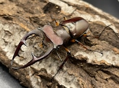 【WD】2018新種記載《ジュシャンミヤマ 60mm ペア A’品》