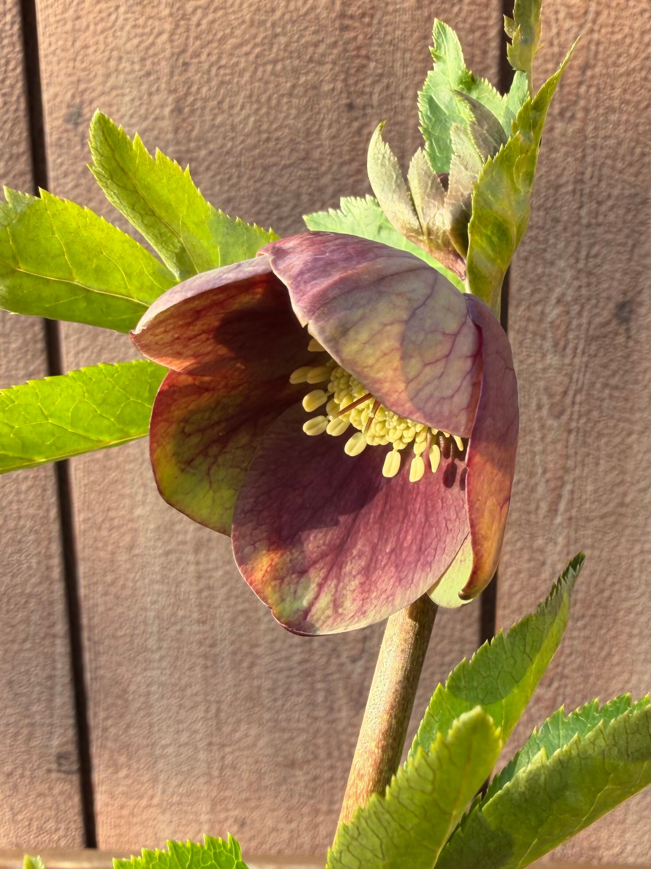 グリーンパステリッシュストレイン 大和園 クリスマスローズ【Ya07