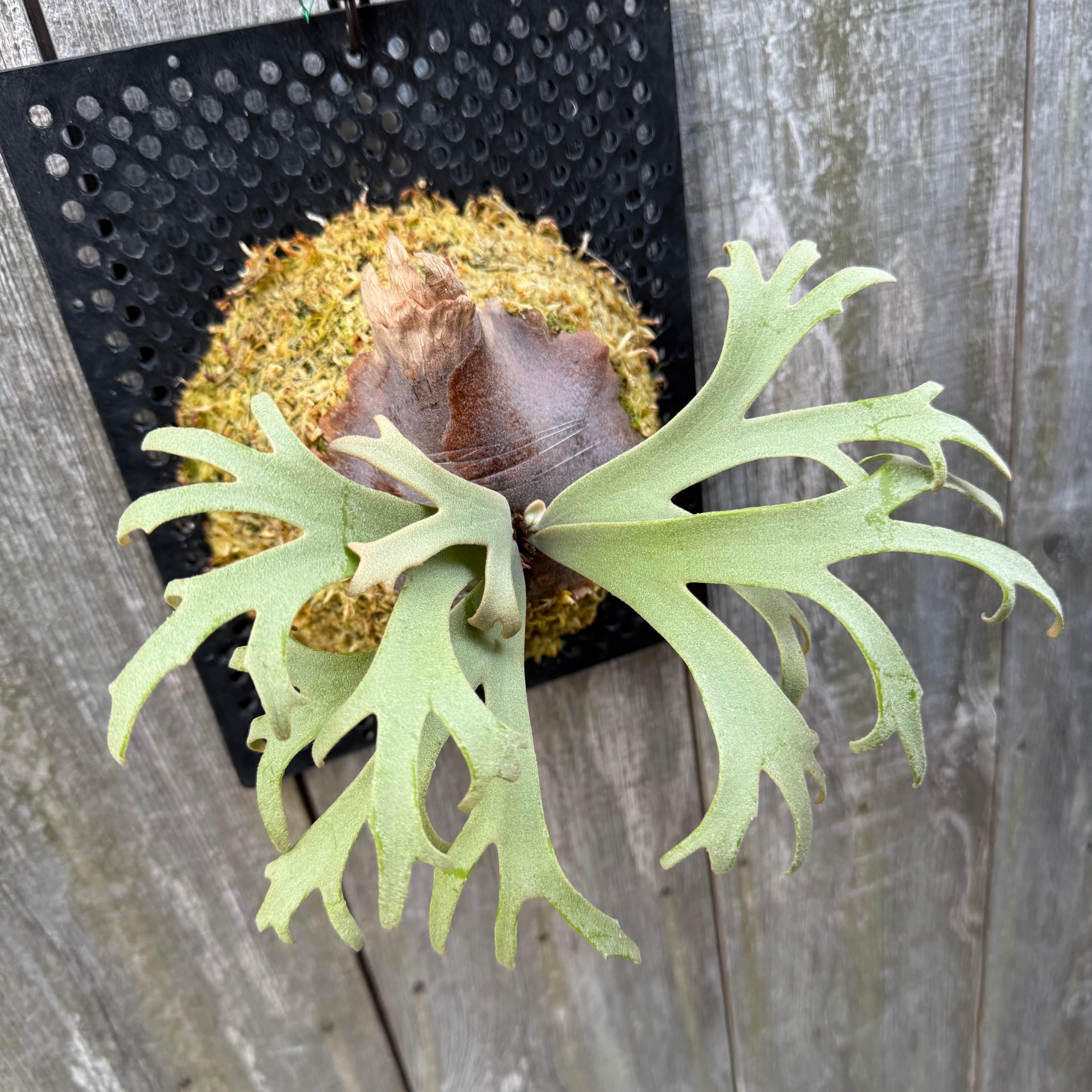 P. willinckii Jenny #1 (pup) | naturefix