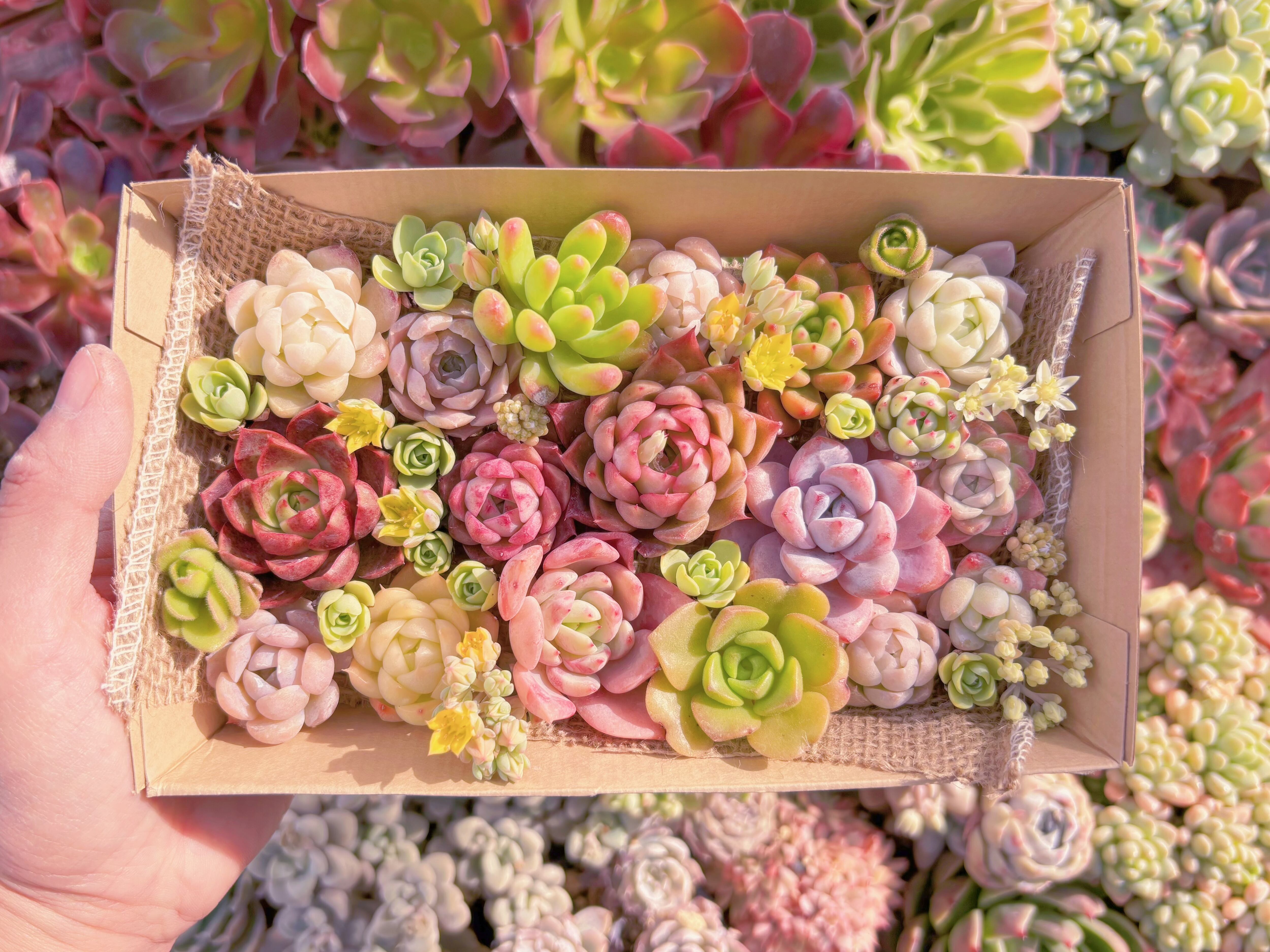 現品　寄せ植えセット#805　12cmx20cm　るる農園