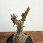 Pachypodium windsorii【パキポディウム・ウィンゾリー】