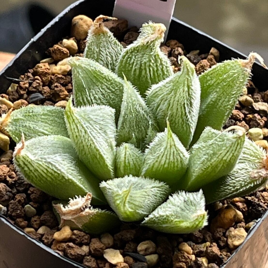22c ハオルチア　多肉植物　北極の光オブツーサ錦　自家繁殖 22c ハオルチア 多肉植物 北極の光オブツーサ錦 自家繁殖 22c