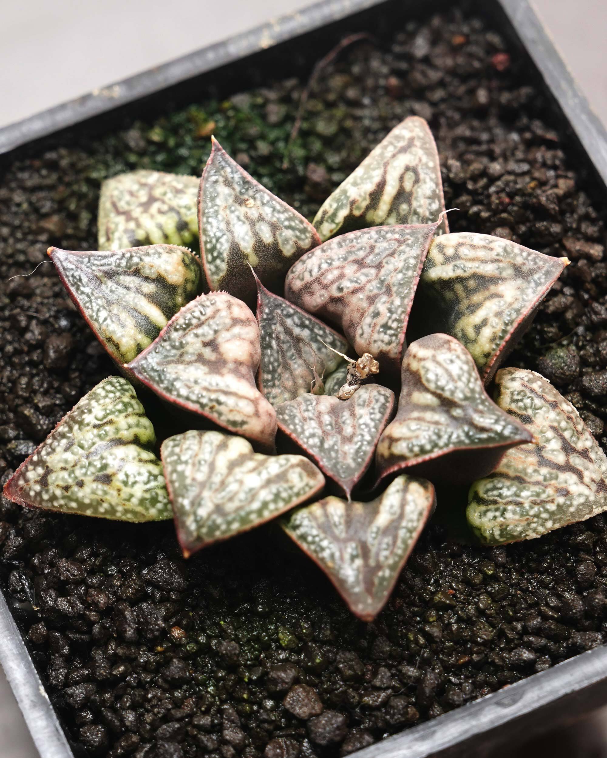 抜き苗 ハオルチア 花葵 Haworthia 'Hana Aoi' | PUKUBOOK SUCCULENTS