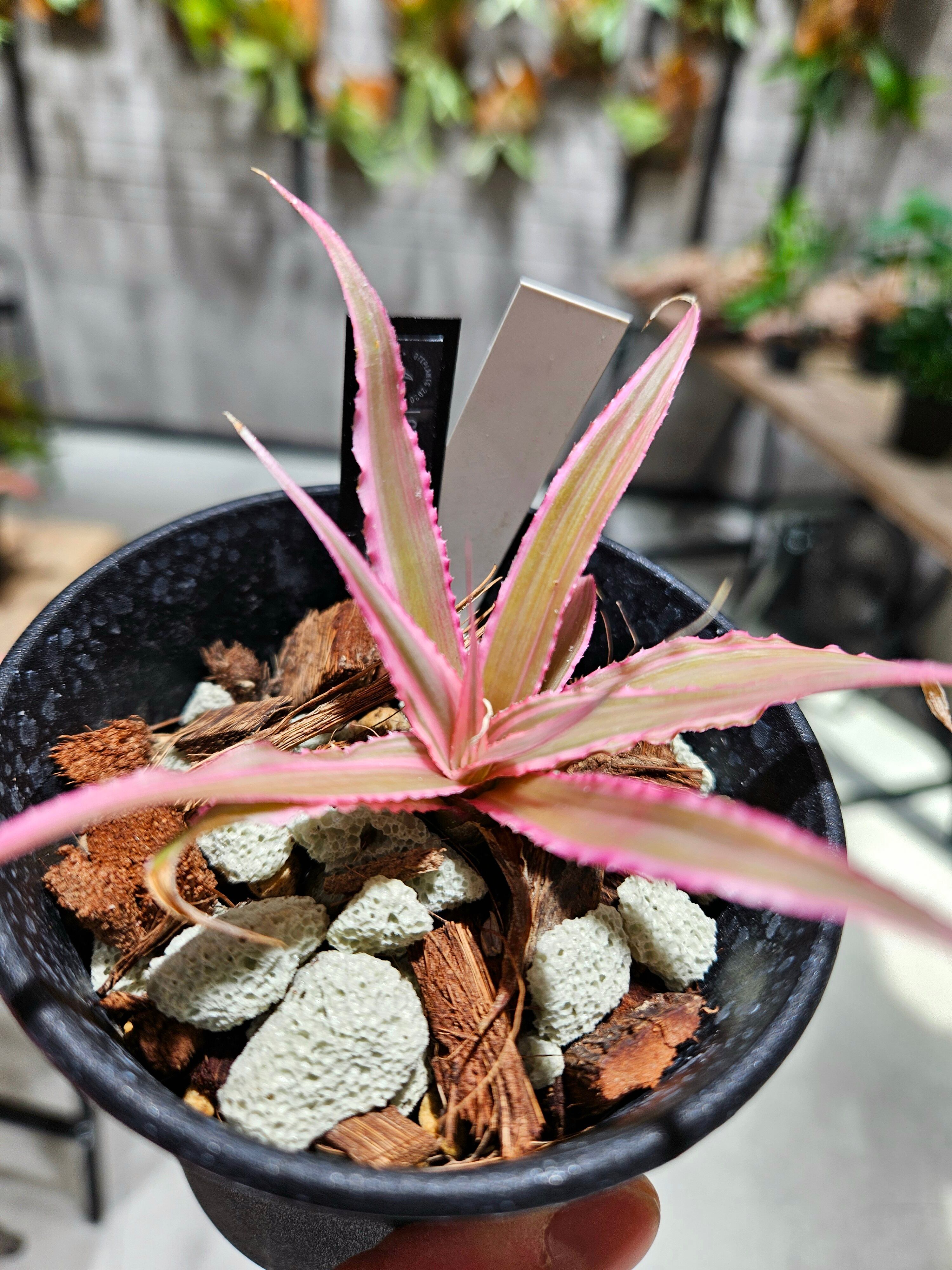 Cryptanthus Marian Oppenheimer Pink Star Light 【artPLANTs/PLANTS