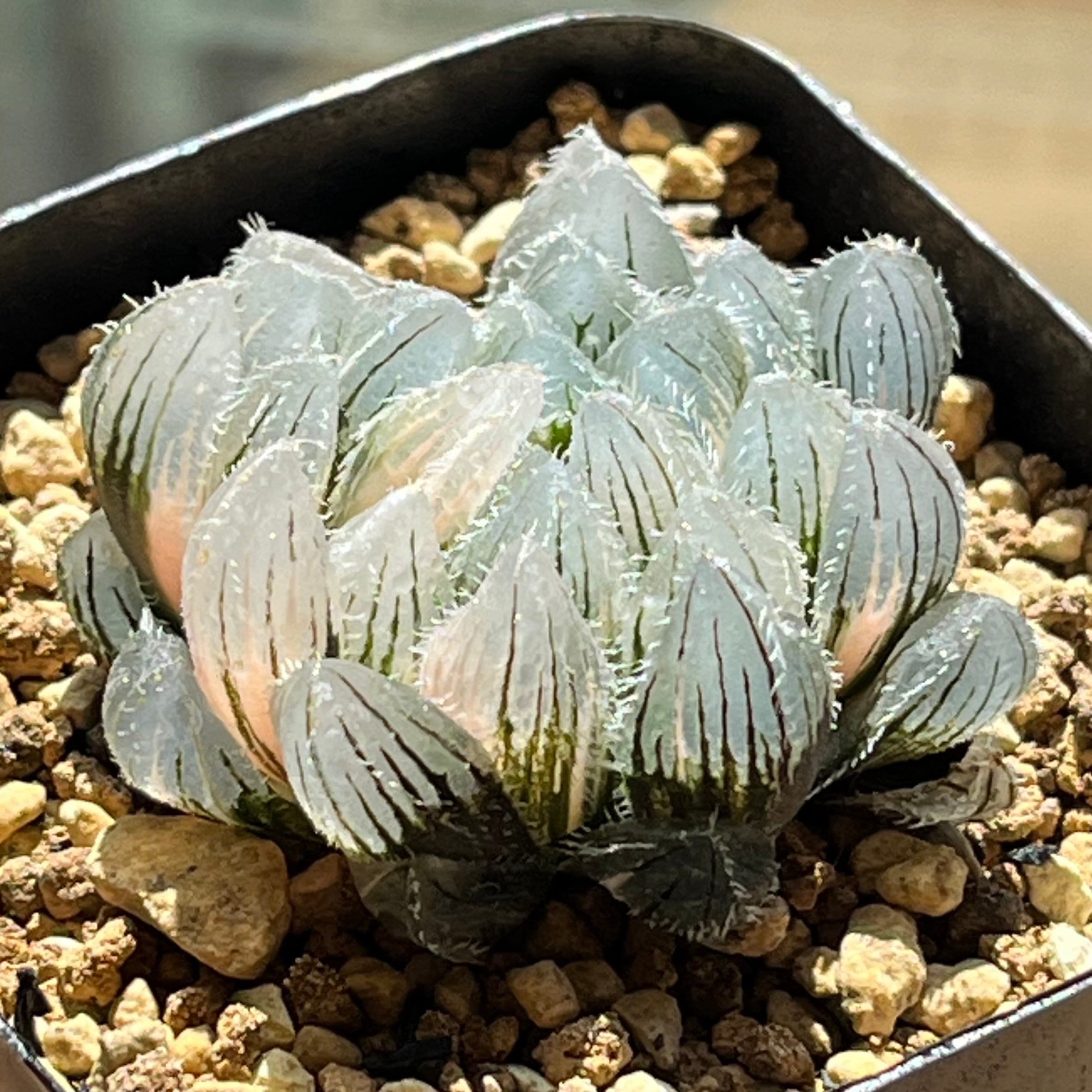 ハオルチア 三仙寿錦 極上斑（親株） ハオルチア 三仙寿 Haworthia