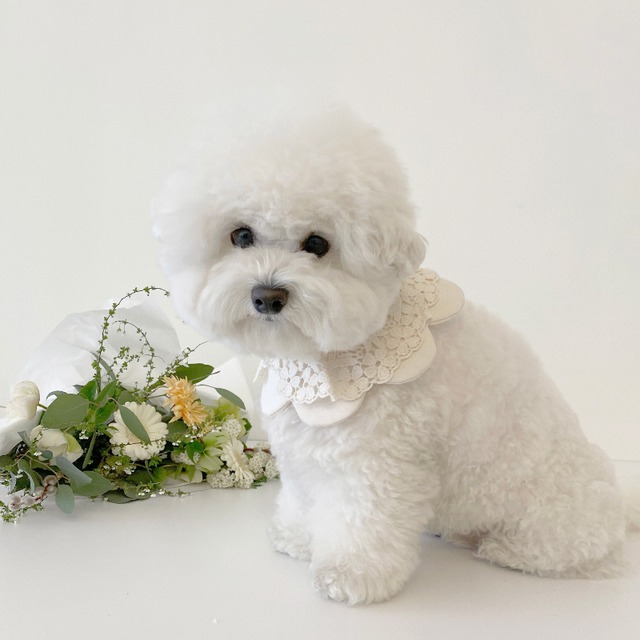 〈即納アイテム〉EYOU ケープ / White day cape (Flower) Mサイズ