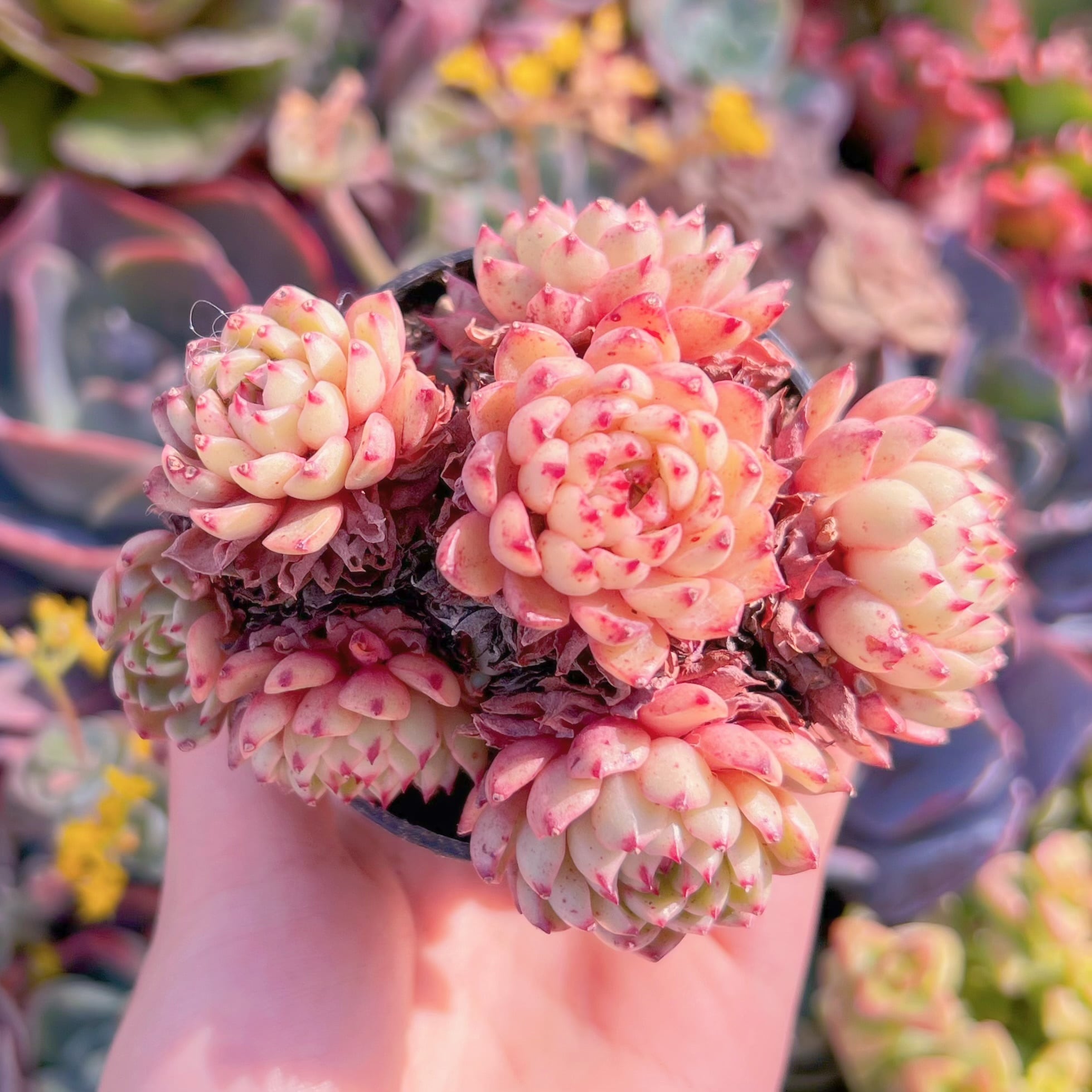 現品 魔焰 群生#556 群生 新入荷 るる農園 | るる農園~多肉植物専門