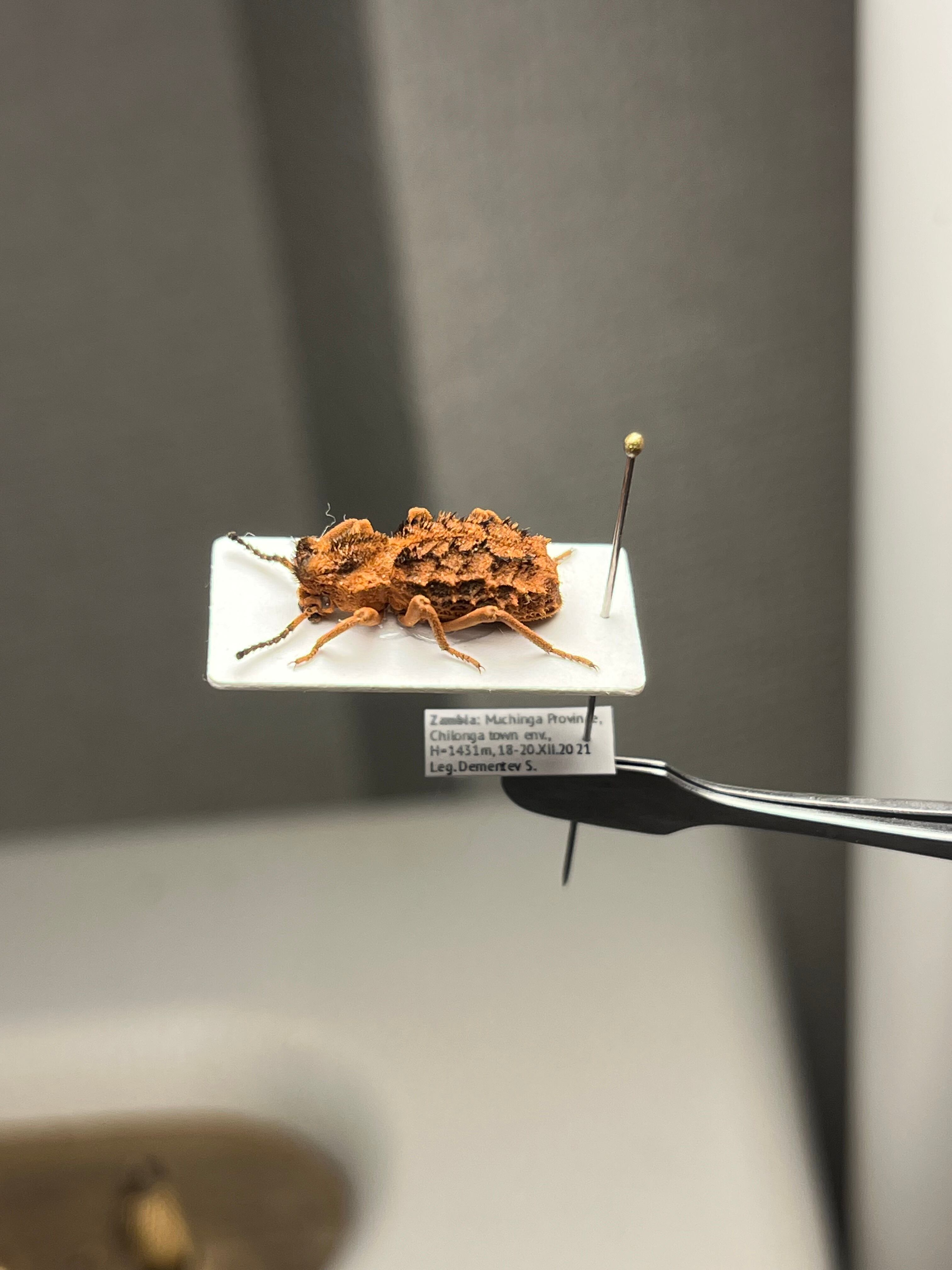 ♀】クワガタマルカメムシ 昆虫標本 ゾウムシ ハムシ フンチュウ