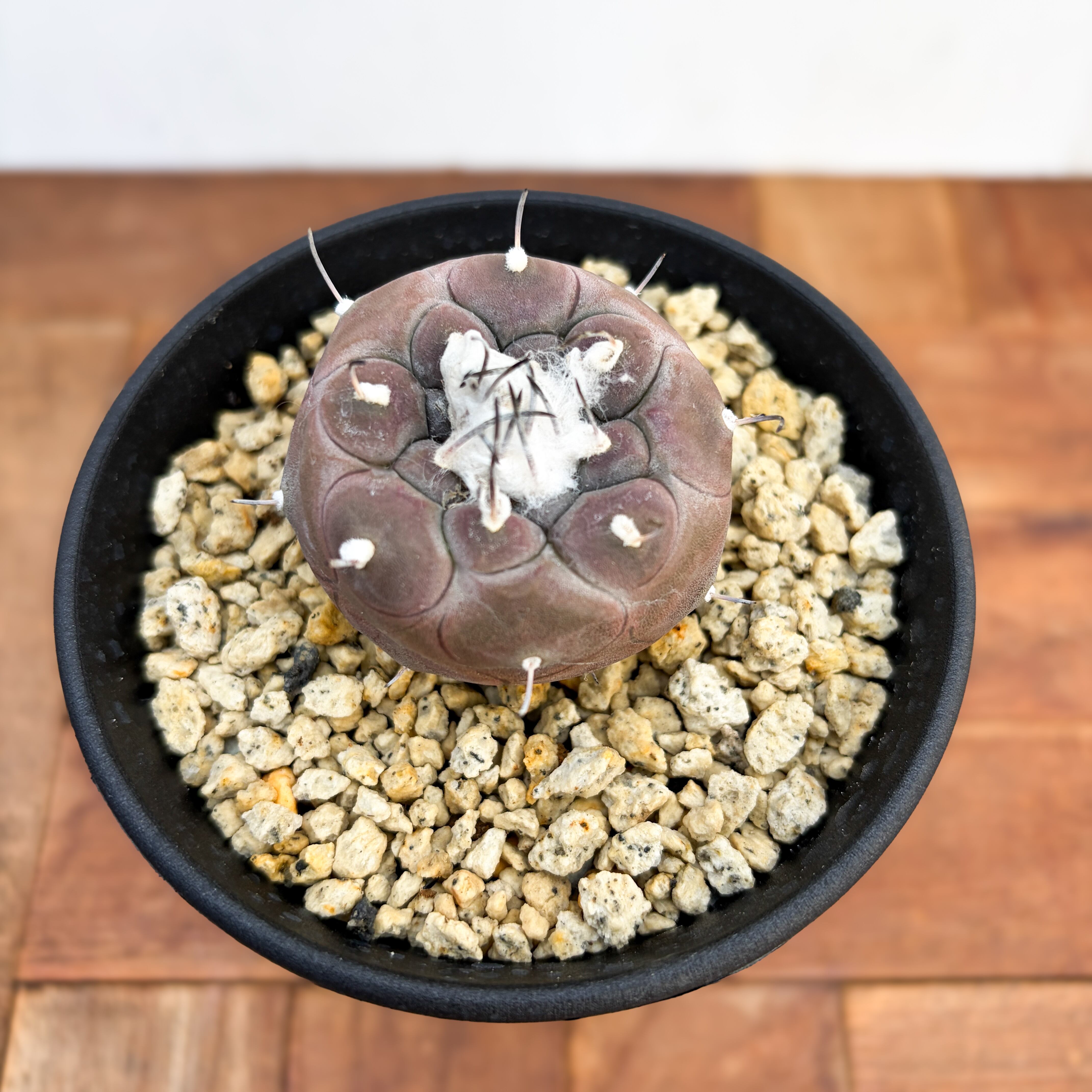 Turbinicarpus jauernigii【ツルビニカルプス・ハウエルニギー