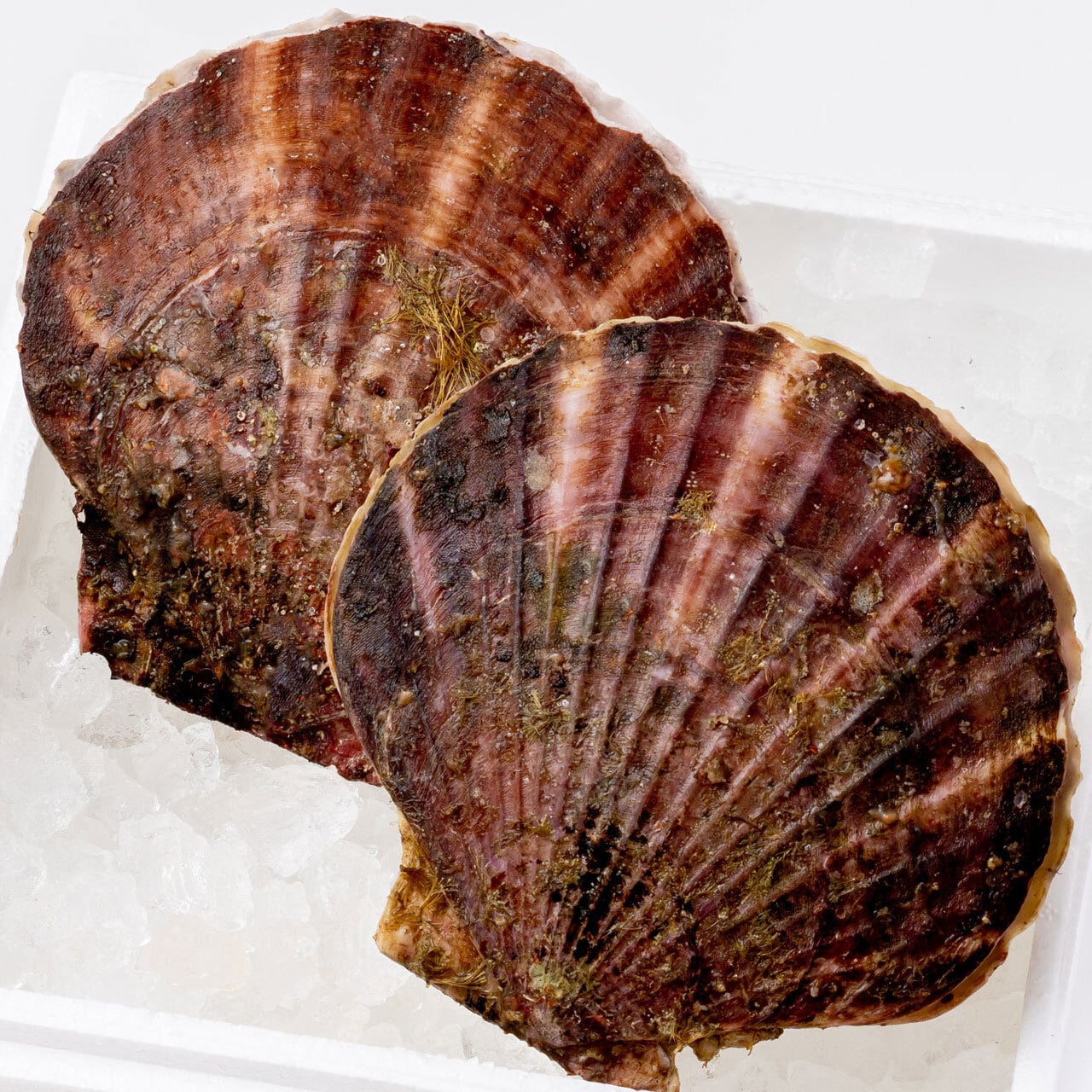 崎浜産 殻付きホタテ 4枚 | OKIRAI PREMIUM 越喜来プレミアム