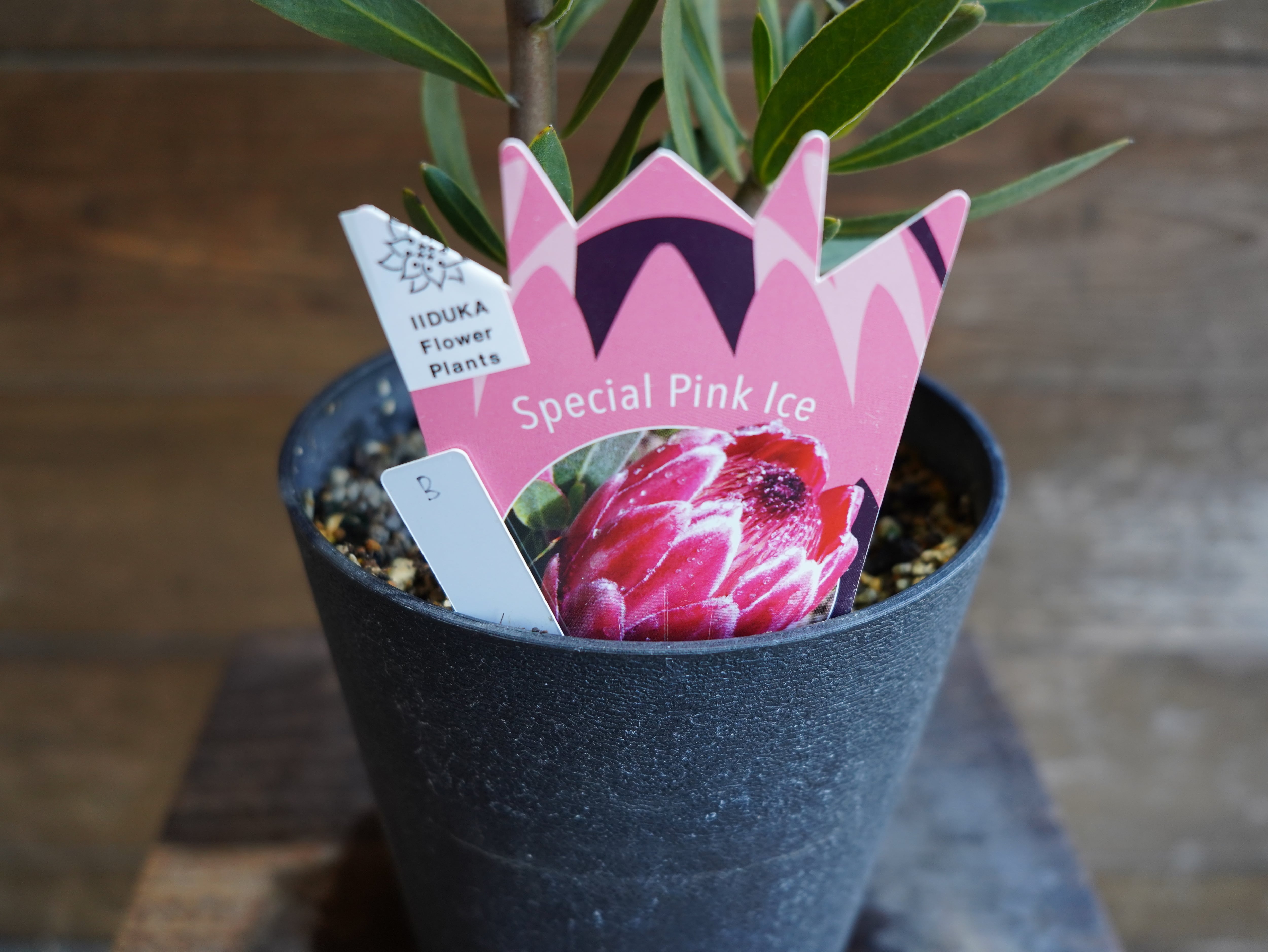 【現物】プロテア ”スペシャルピンクアイス” B