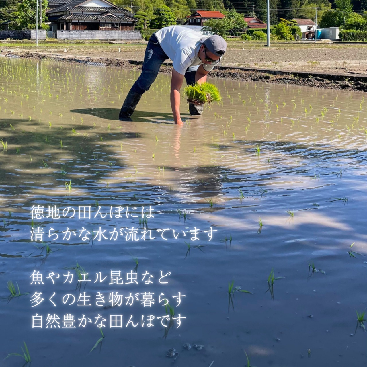 【2ヶ月毎】玄米15kg|徳地きぬむすめ| 農家直送 山口県| 送料無料(北海道、沖縄を除く)