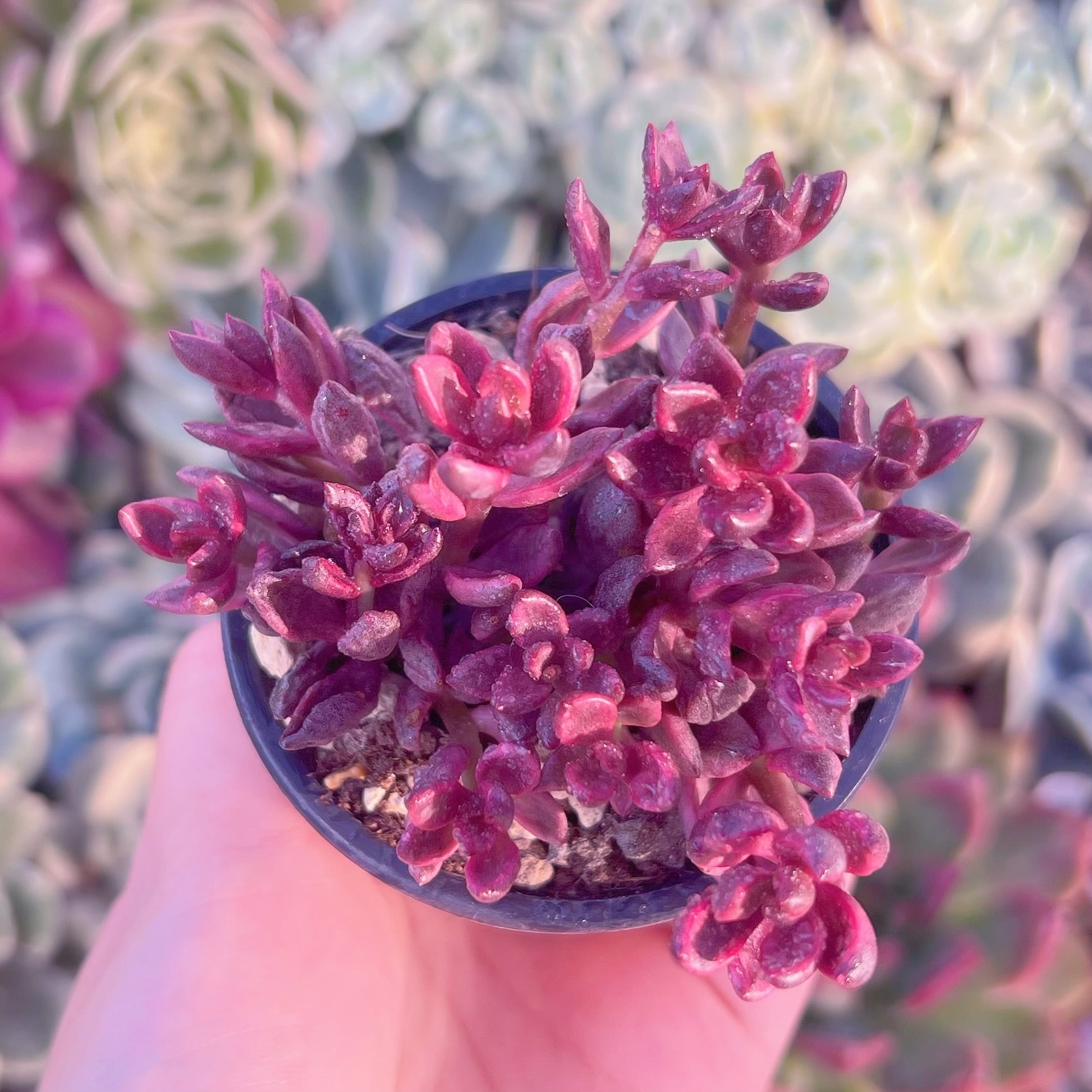 現品　チョコレート錦#C56　るる農園