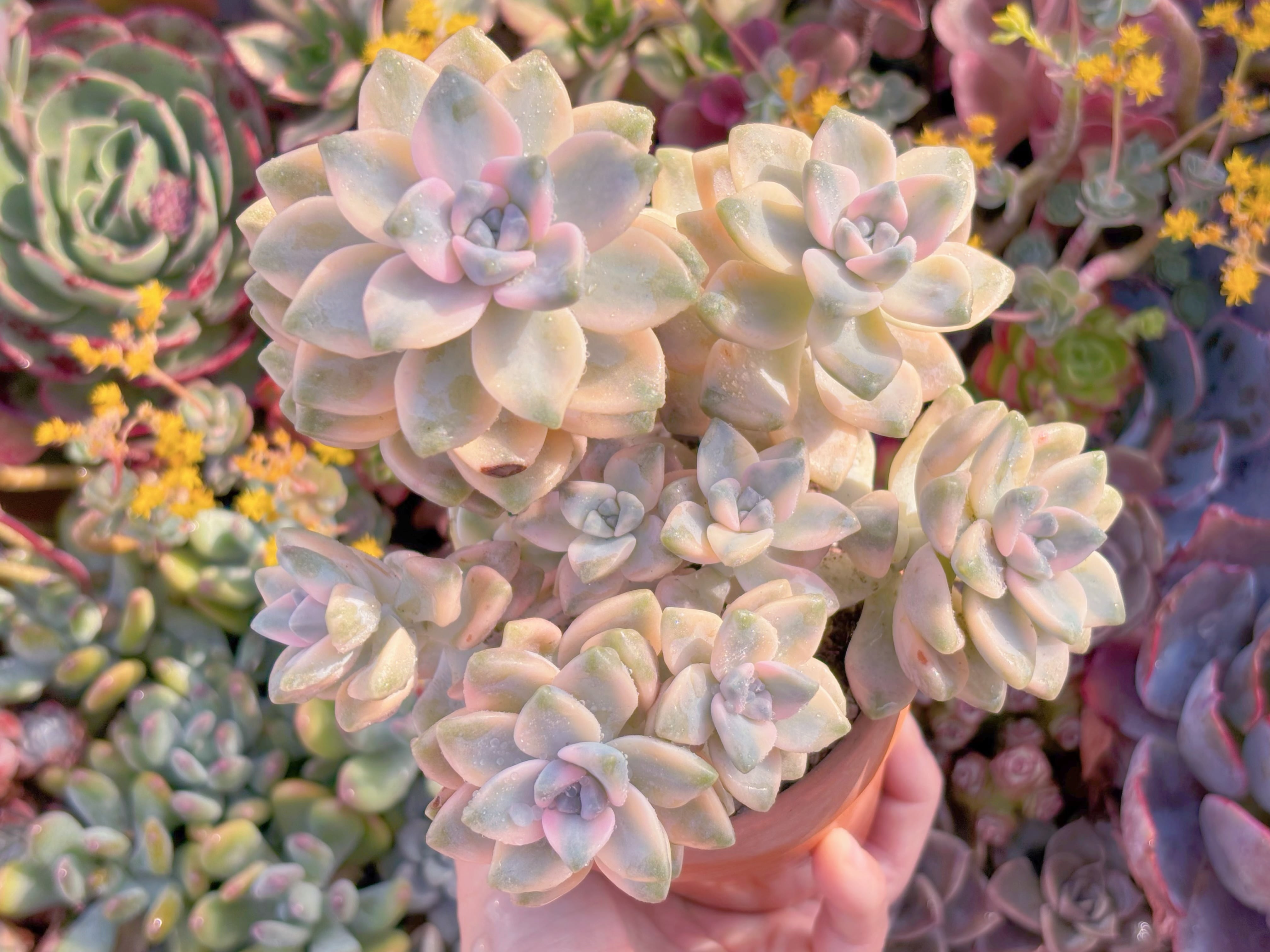 現品　杏子美人錦#C56　大苗　るる農園