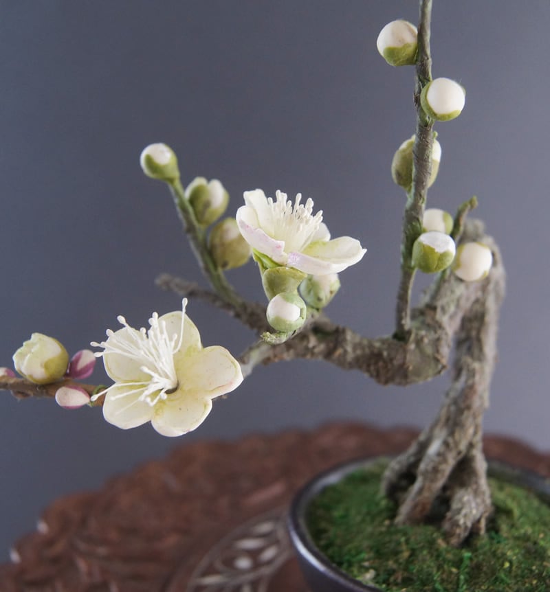 盆栽 梅 Plum Tree Bonsai #89 | Oh! BONSAI
