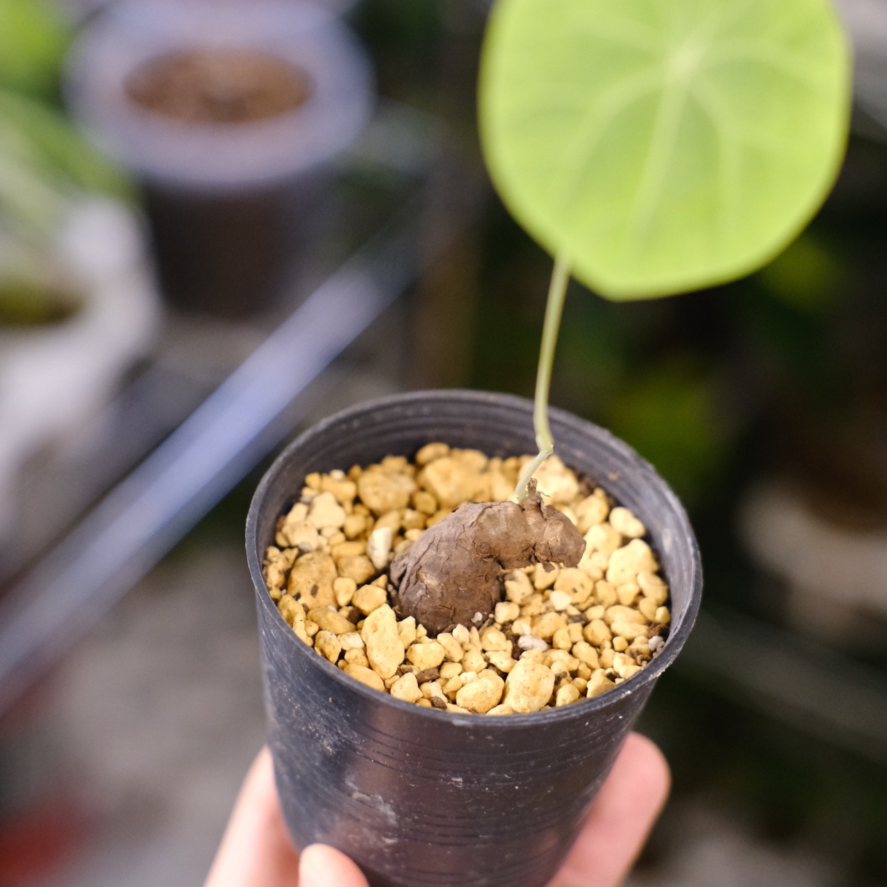 Stephania kaweesakii / ステファニア カウィーサキー⑮ / 観葉植物