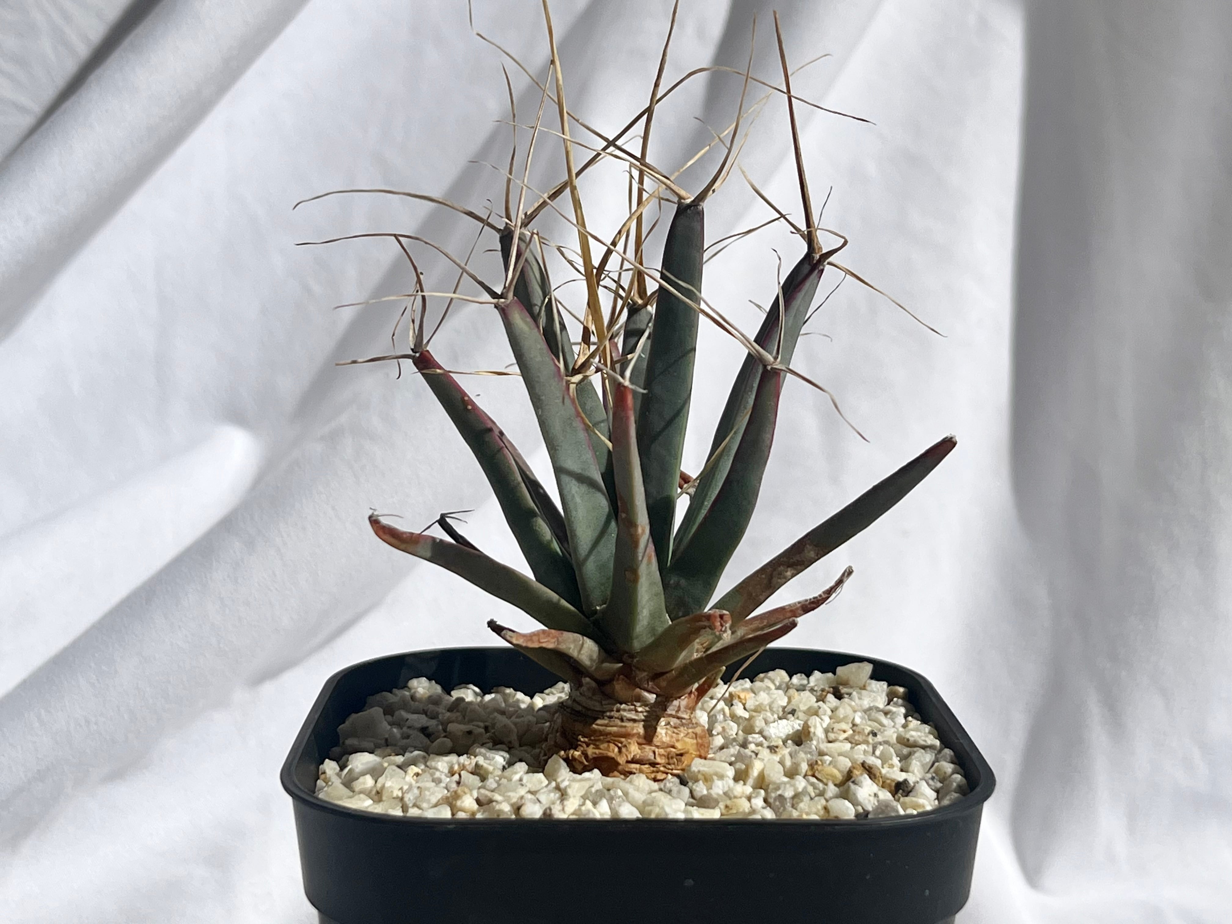 Leuchtenbergia principis 晃山 レウクテンベルギア Leuchtenbergia principis 晃山 レウクテンベルギア