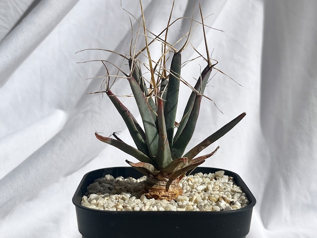 Leuchtenbergia principis　晃山　レウクテンベルギア・プリンシピス　サボテン