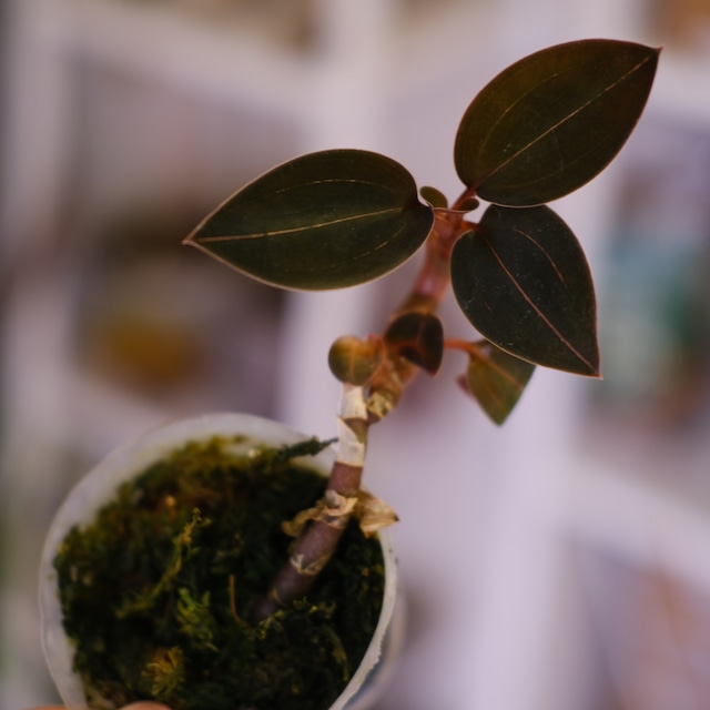 Ludisia discolor var. nigrescens｜ルディシア ディスカラー ニグレスセンス｜観葉植物