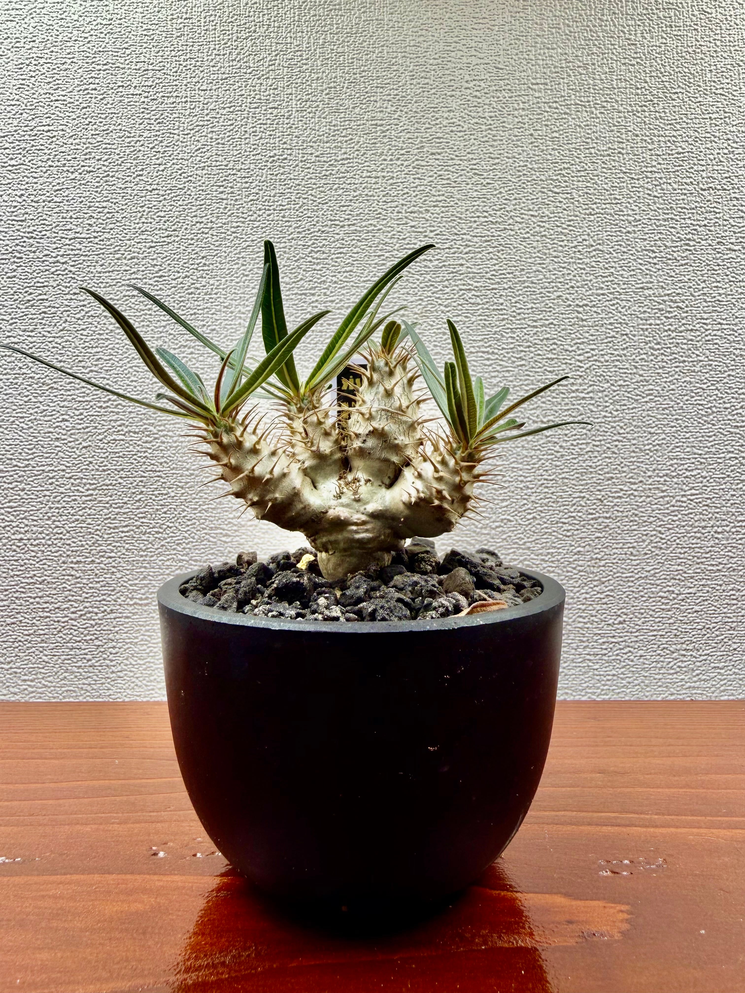 現物】Billbergia 'Dippin Dots'（ビルベルギア ディッピンドッツ