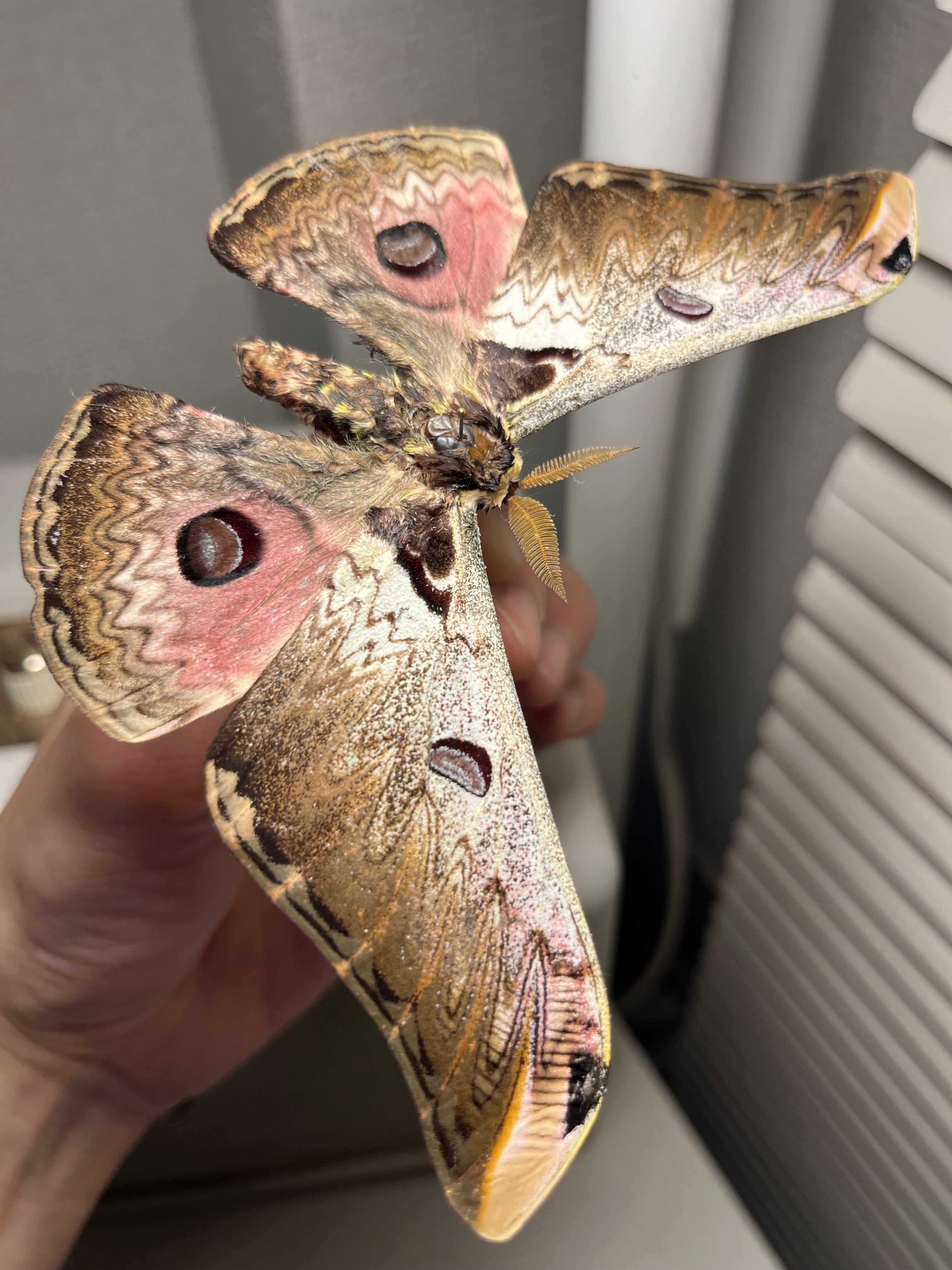 標本 | オモニキチュウ